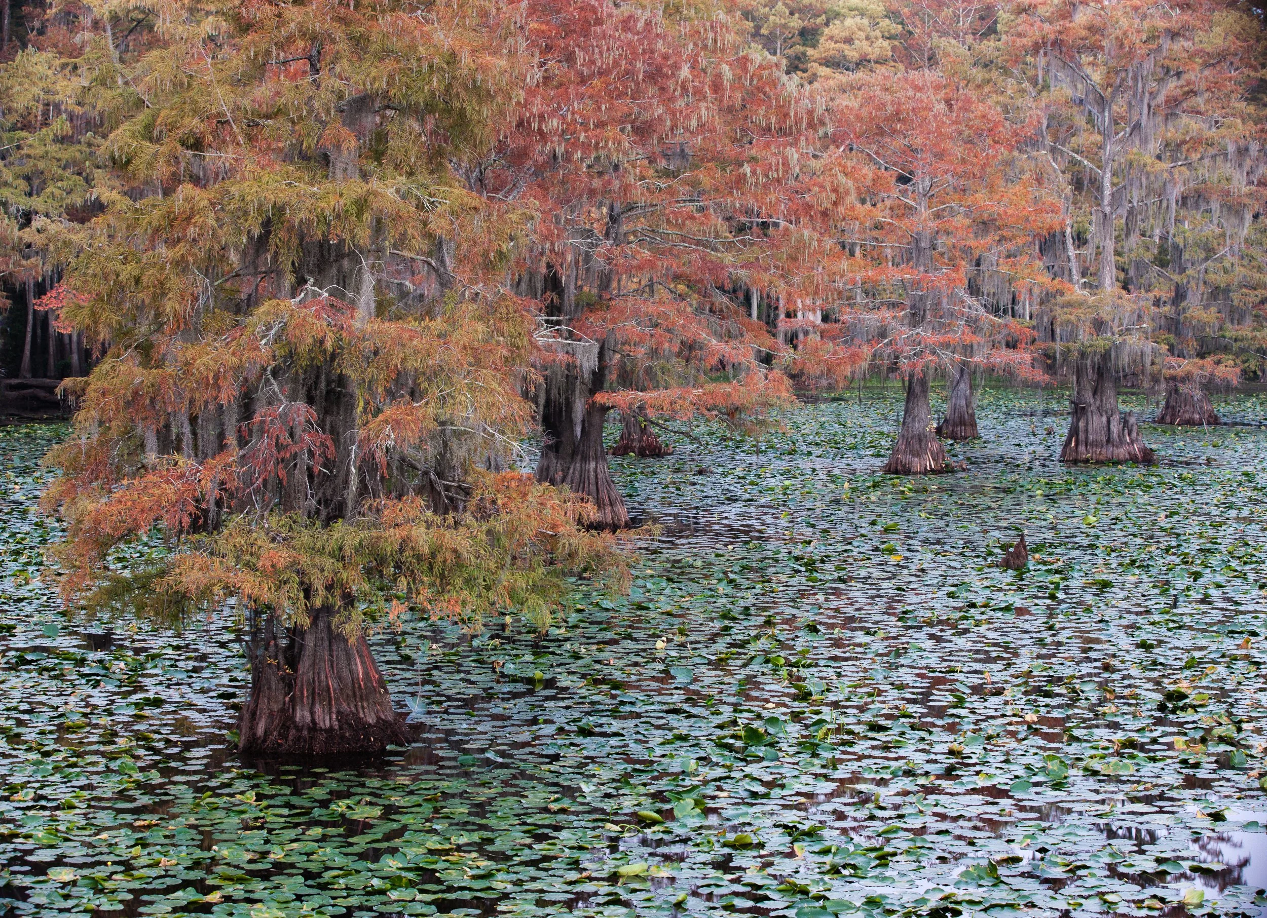 Cypress Trees and Spanish Moss, Caddo Lake   L10-0022    