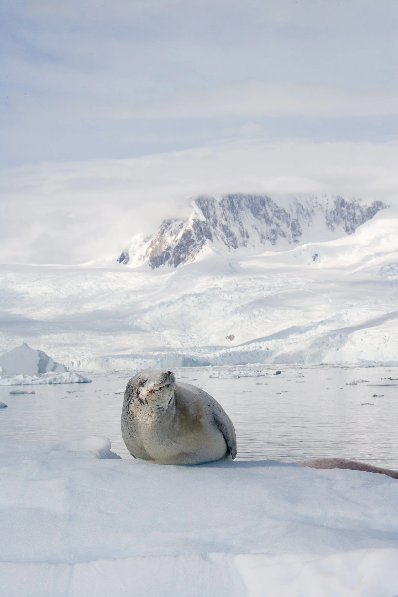 H02-0846  Crabeater Seal, Neko Harbor, Antarctica