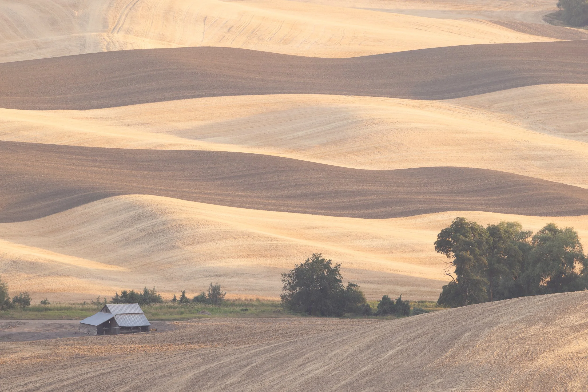 Fields in Washington Palouse Area   Y08-1332    
