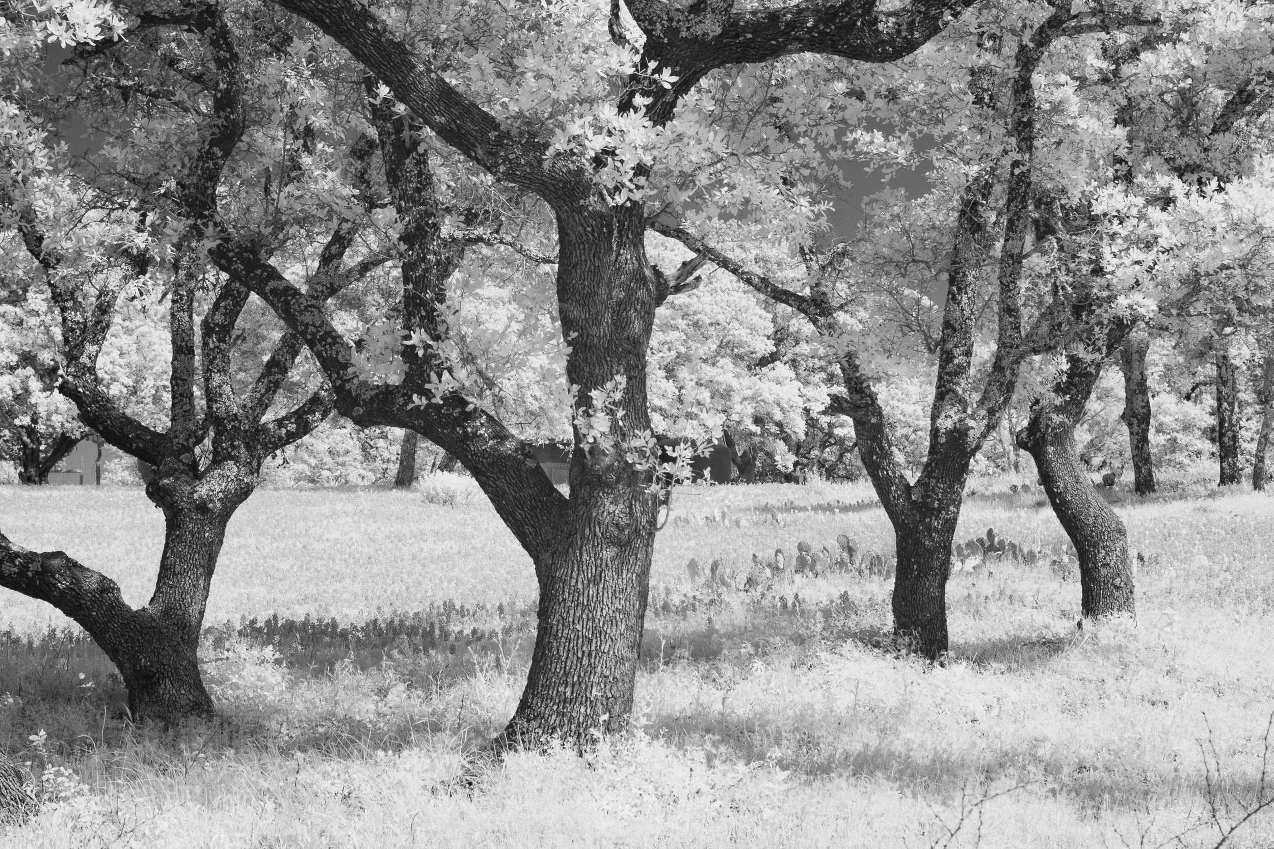 Live Oak Trees, Texas Hill Country   R04-0158     