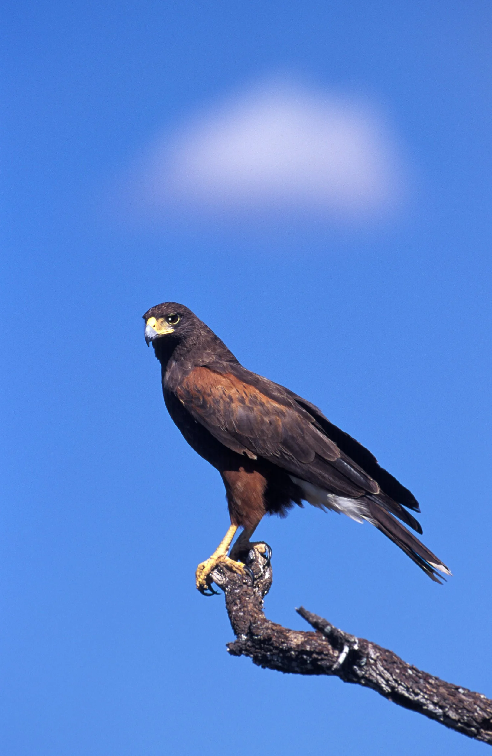 Harris's Hawk, Lower Rio Grande Valley, Texas 
B00-0067
