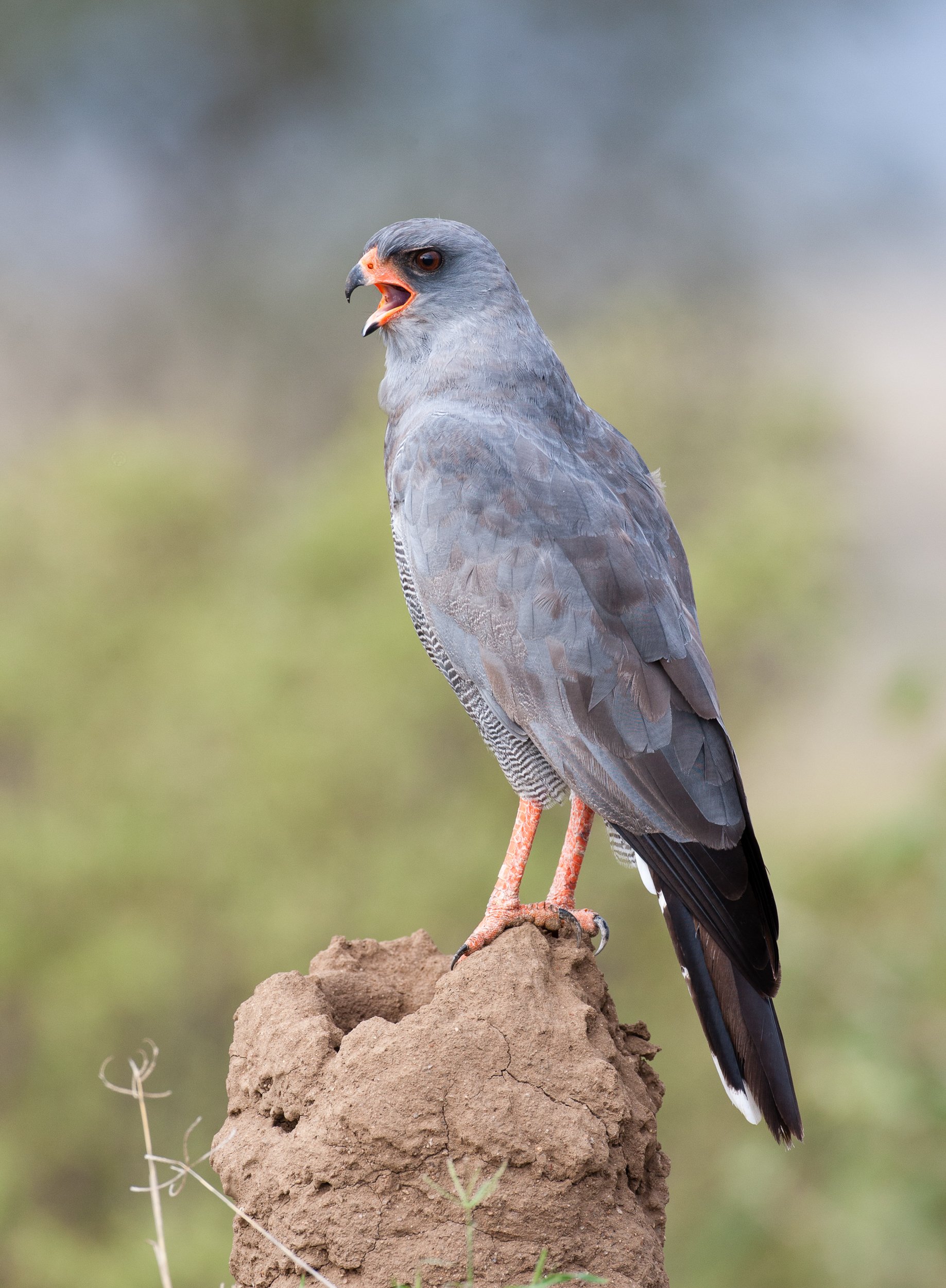 K02-1916   Dark Chanting Goshawk, Serengeti, Tanzania