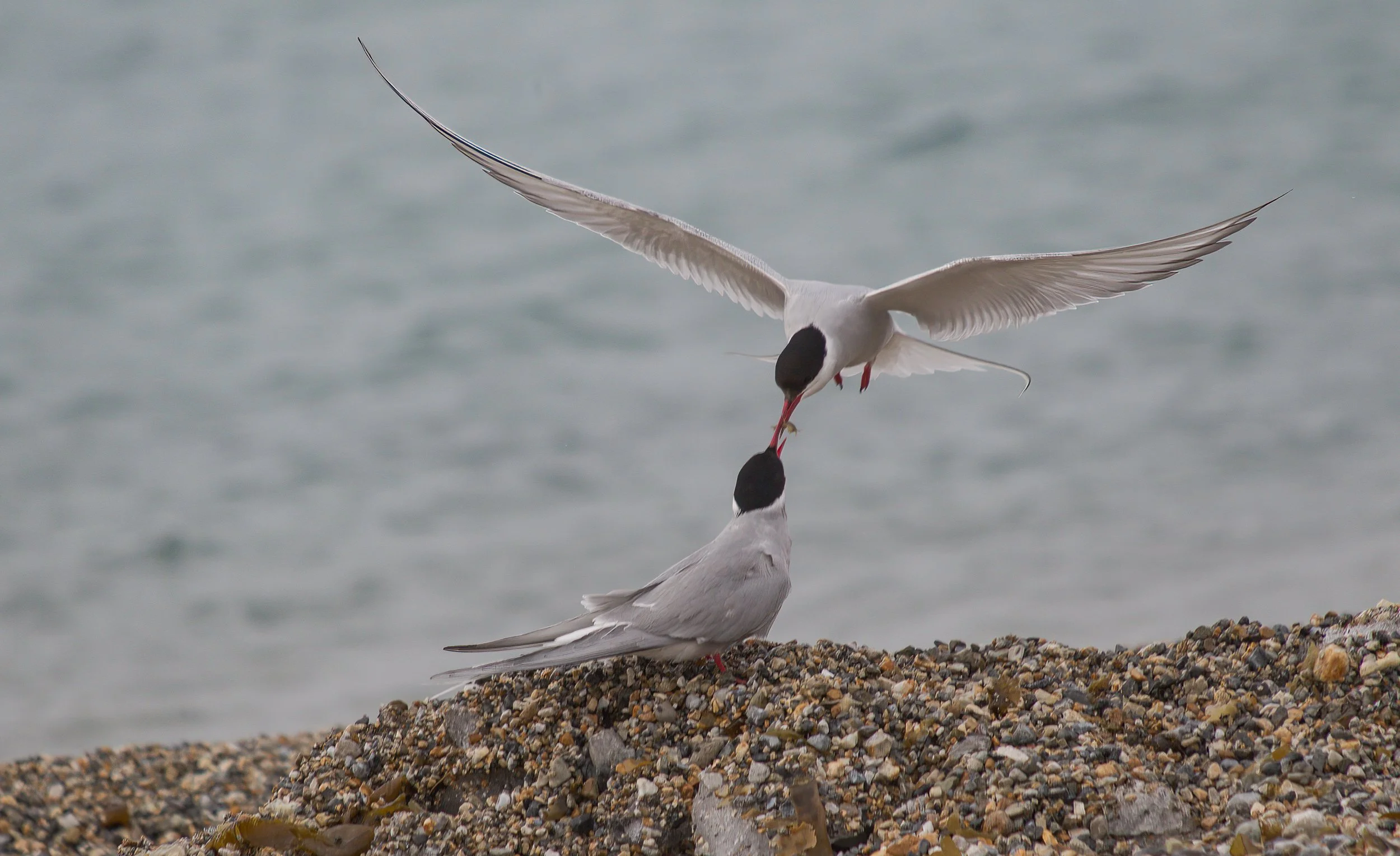 M07-0001   Arctic Terns, inside the Arctic Circle 