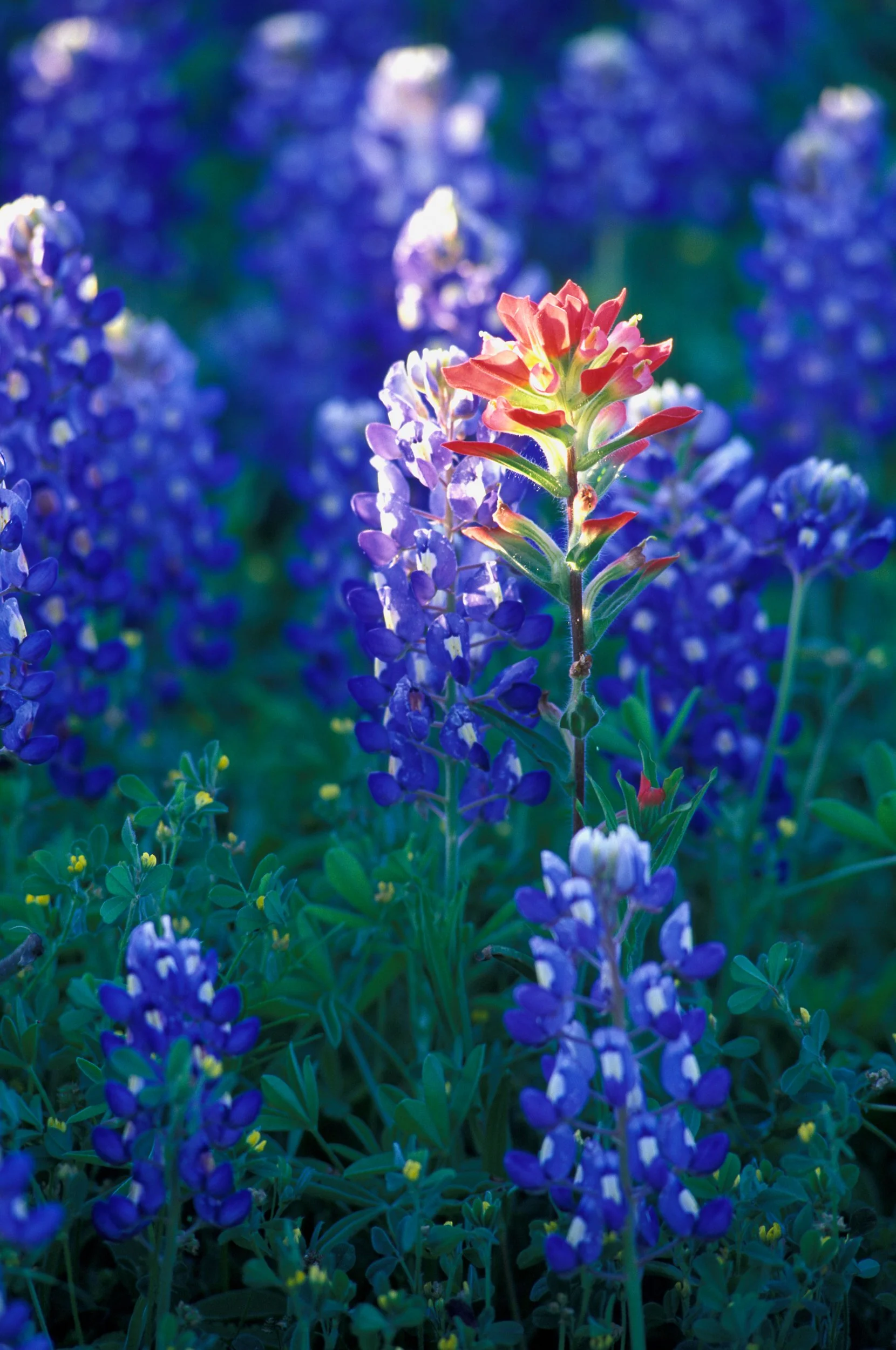 Paintbrush and Blue Bonnets, Texas Hill Country   450829   