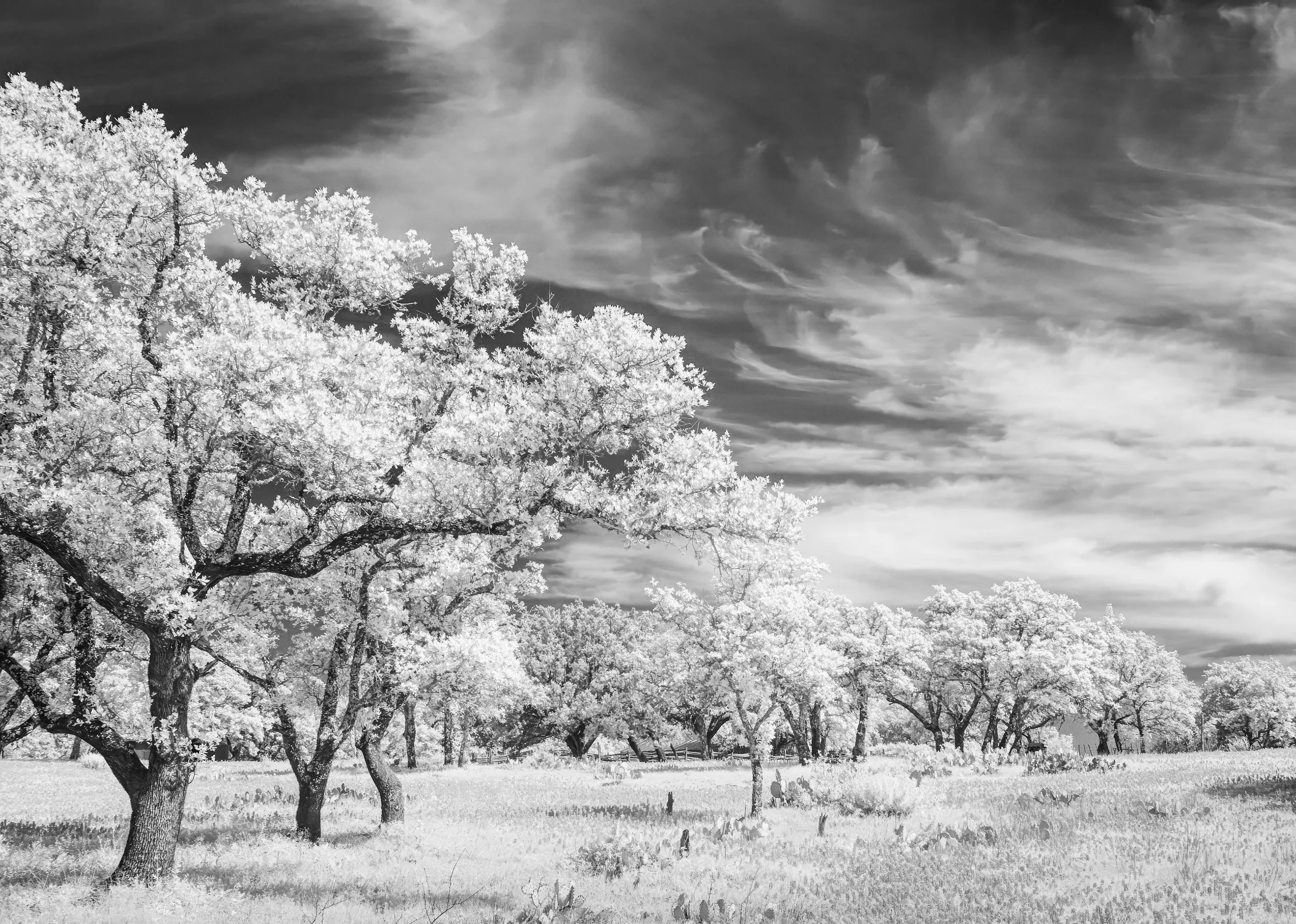 Live Oak Trees in Infrared, Texas Hill Country
R04-0162A