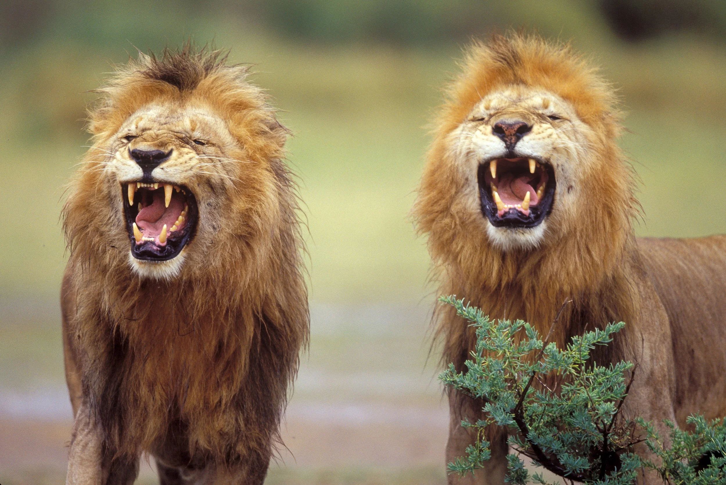 A00-0031 Lions, Serengeti national Park, Tanzania 
