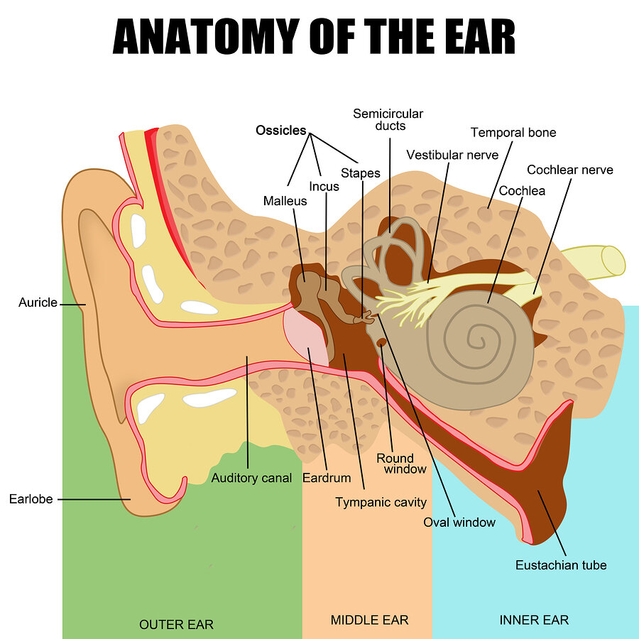 The Inner Ear Matters