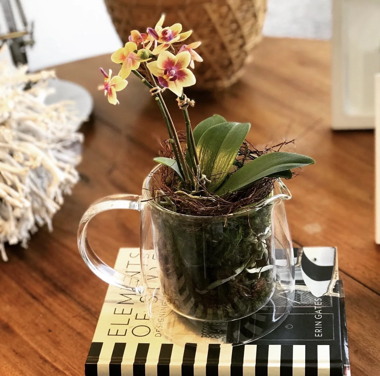 Arranjo mini orquidea.PNG