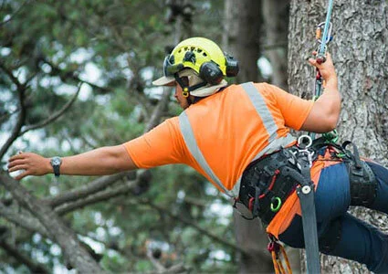 Resources - Arboriculture.jpg