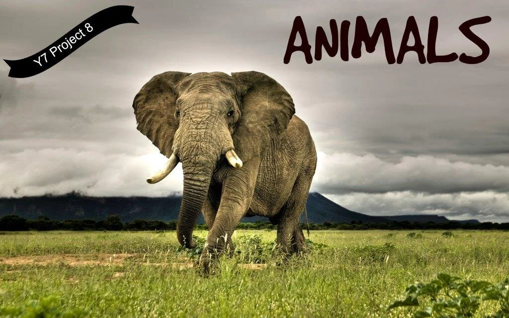 Y7 Project 8 Panel.jpg