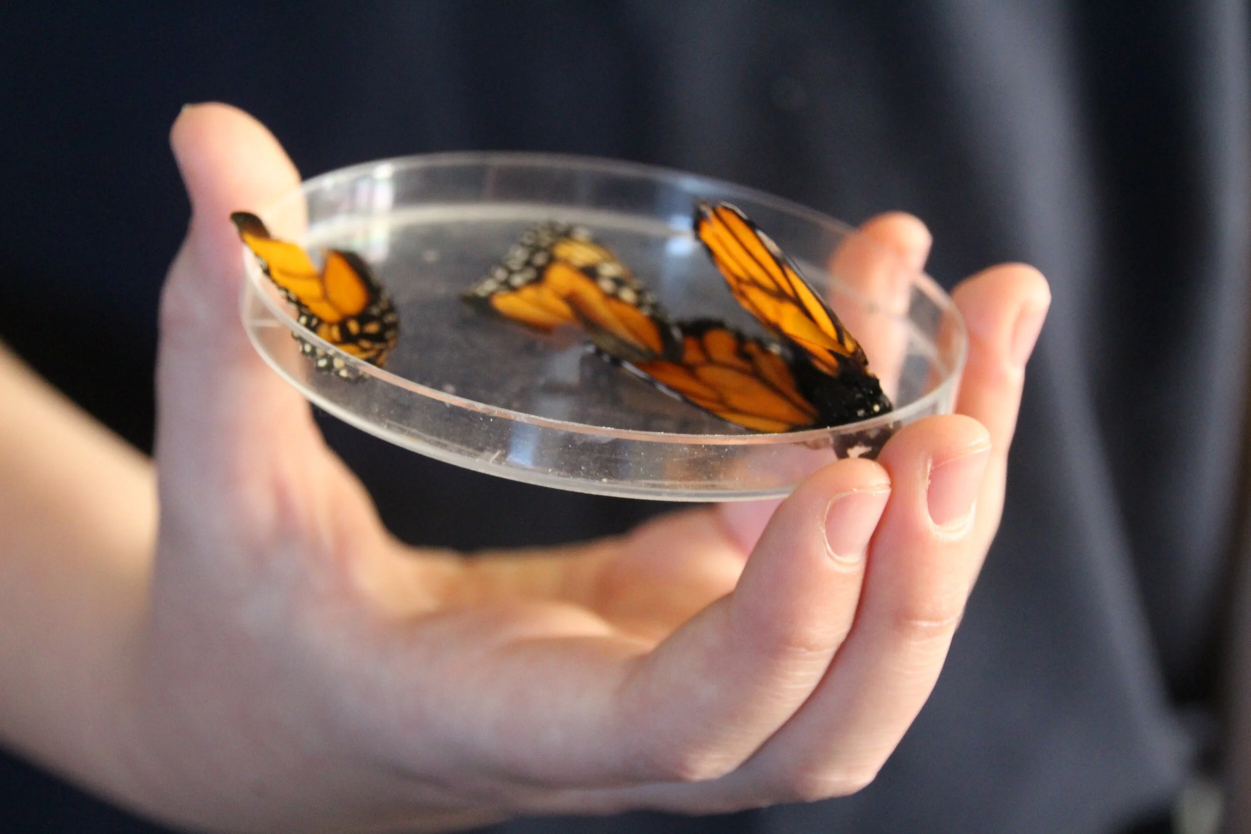 Mt Hobson Middle School