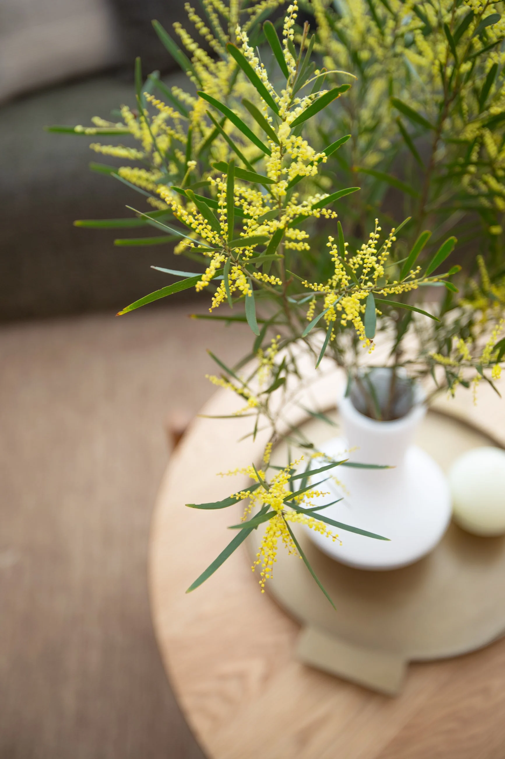 Wattle 2.jpg