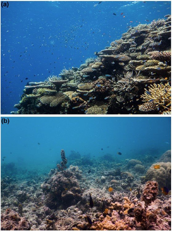 New research publication - Will vibrant reef fish turn drab if corals ...