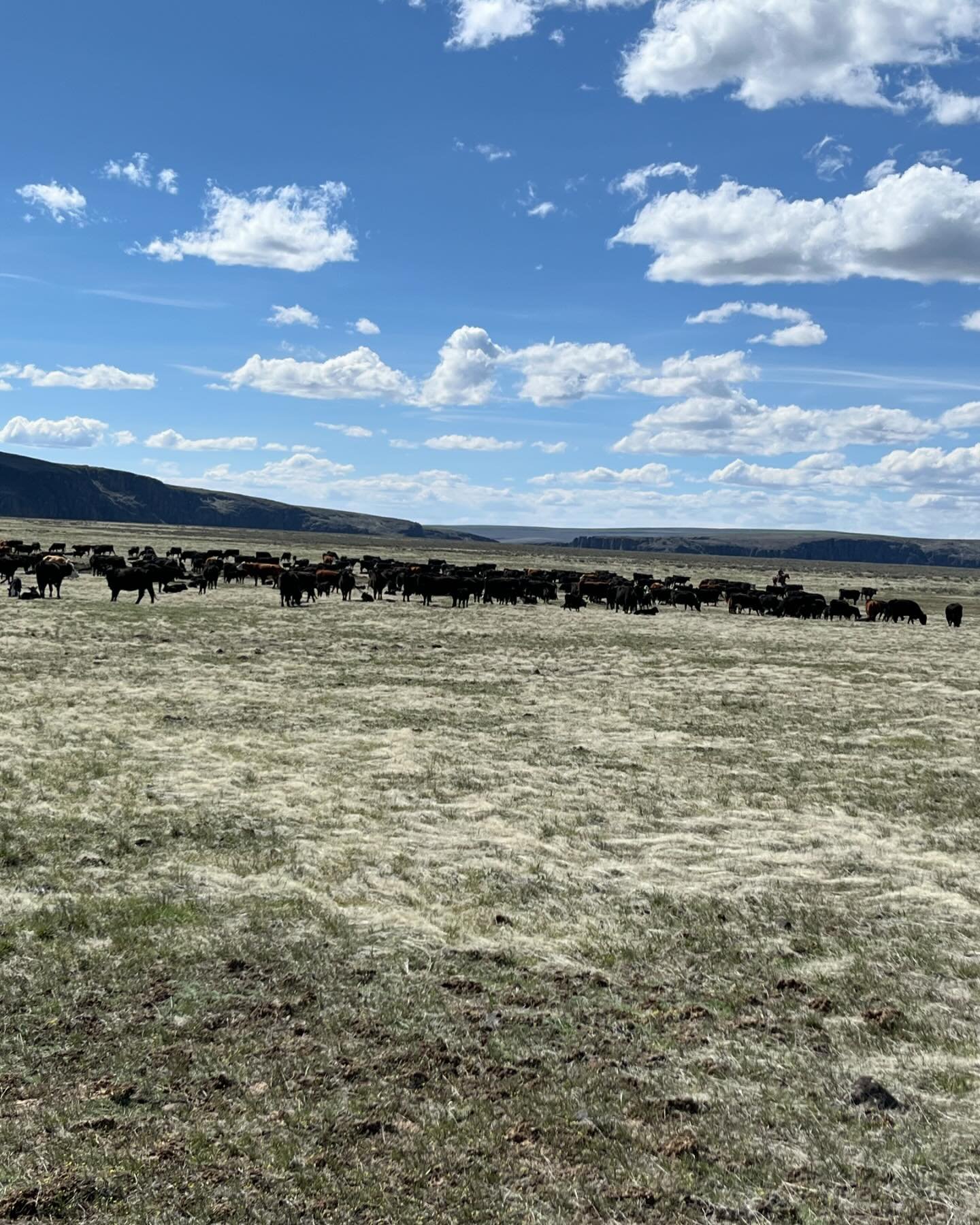 Spring has been busy, in between the snow and rains there has been a lot of work getting done&hellip;

✅ branding calves
✅checking feed 
✅parting, sorting, hauling, trailing, cows
✅fixing fence 
✅hauling salt

&hellip;all the spring things! The boys 