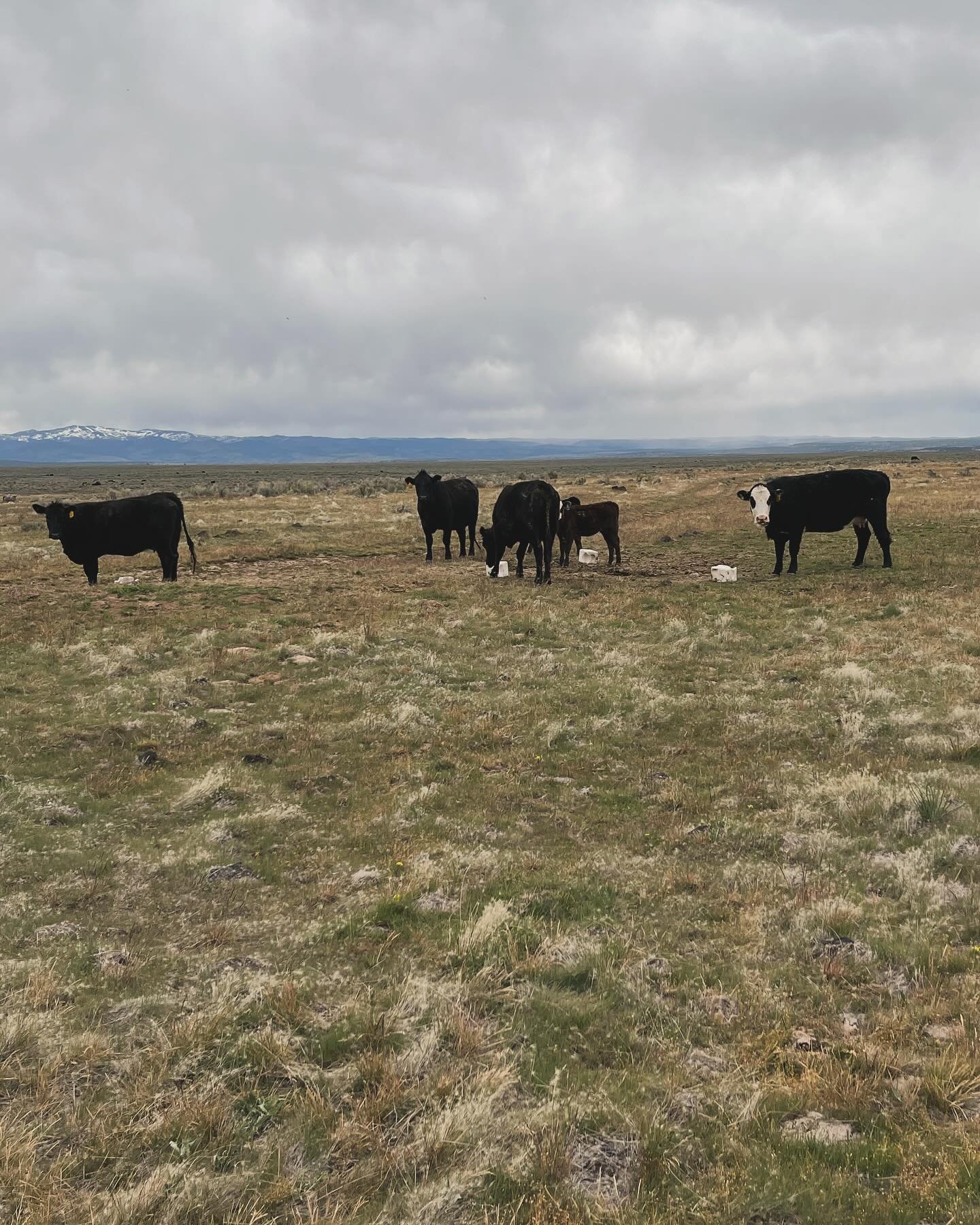 The cows are enjoying the green grass this spring and we got the bulls turned out last week. The bulls will stay with the cows for the next 60 to 90 days. Most of them will be bred with in the next 45 days. The gestation period for an angus cow is 28
