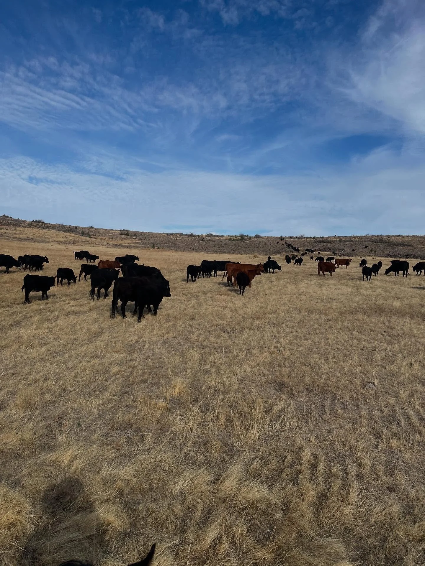 We had a long weekend of gathering, weaning, and football for the boys! We were lucky to have extra help with the cousins up for the weekend. It&rsquo;s been a long dry summer but the cattle look good going into fall.