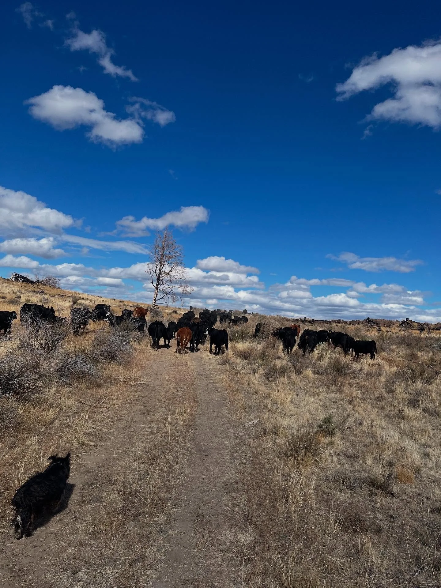 Longer hours as the days get shorter! Lots of gathering and weaning to do this month. We are happy to see the cows in such great shape!
