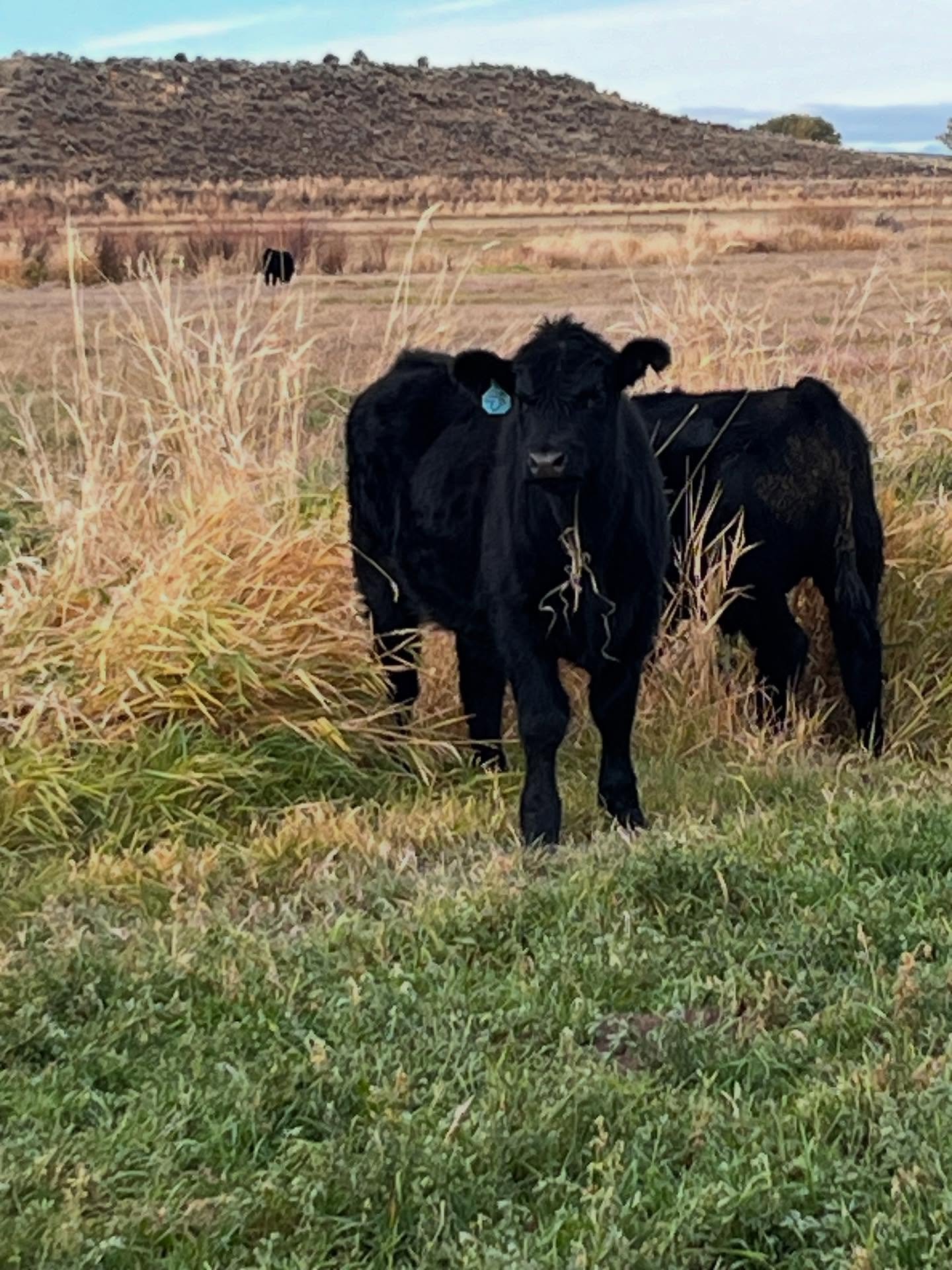 The calves are doing great without their moms! They are enjoying the pasture from the hay fields.