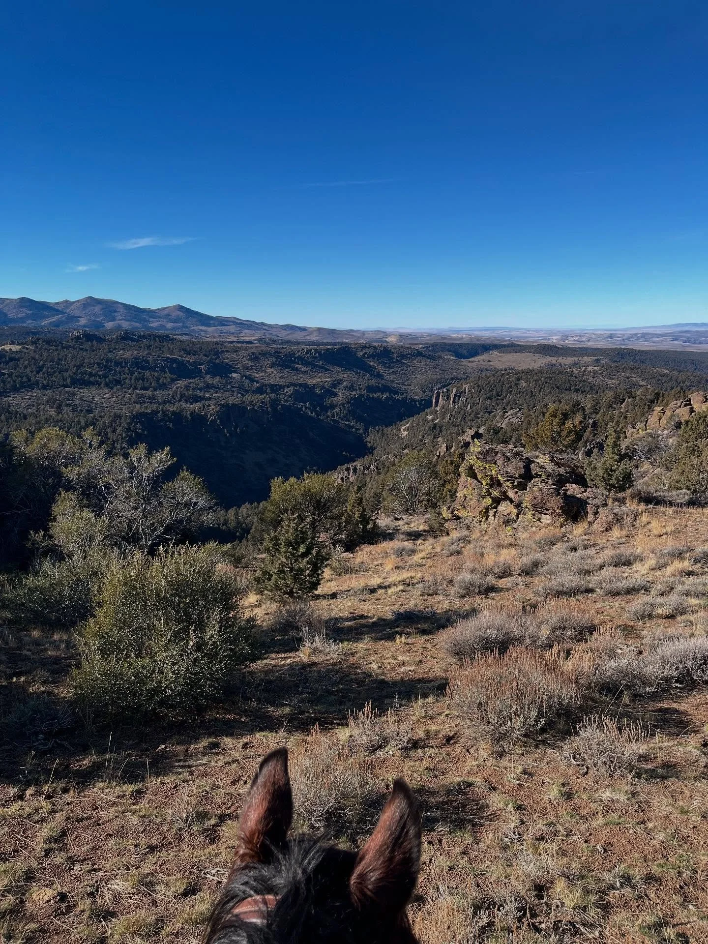 A few photos from our 17 mile ride we made on Saturday! We covered a lot of ground to find 7 of our cows and a few of the neighbors. Luckily it was a beautiful day!
