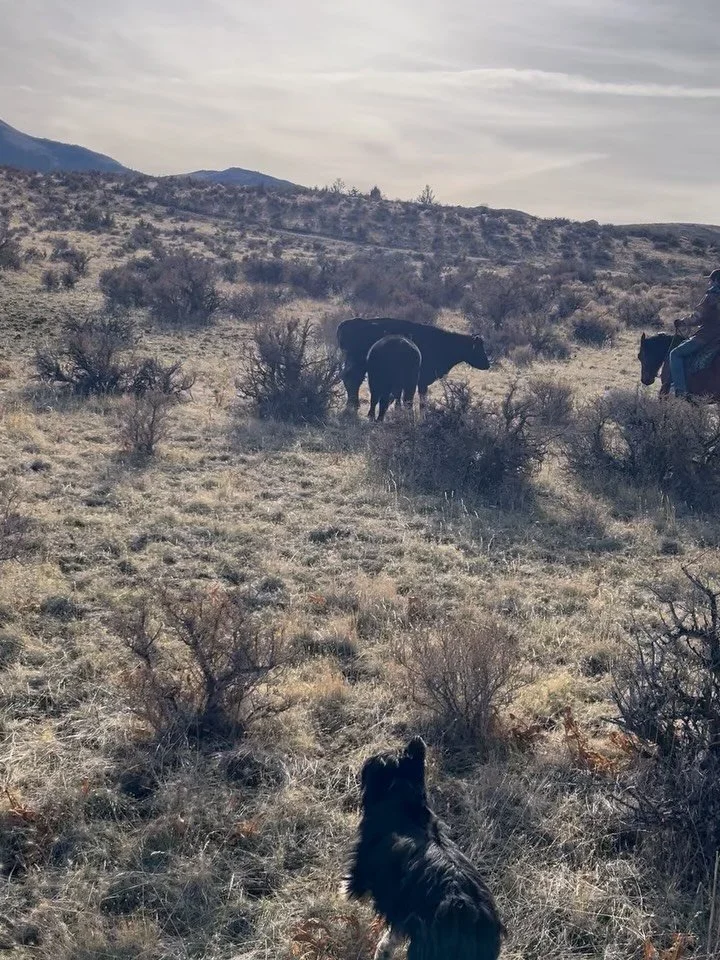 Finishing up gathering cows off the Moutnain and the green grass has the cows feeling good! Lots of help from the Woodburn crew last weekend!