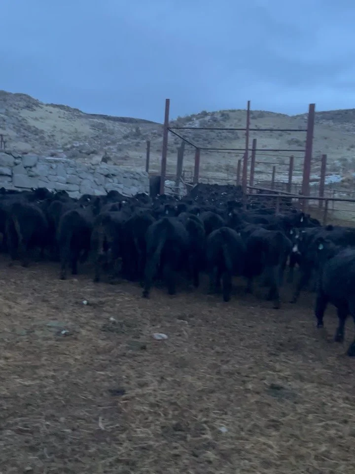 This week we shipped the last of the calves that are not held back for our direct to consumer program. It&rsquo;s a great day when you see all the hard work your family put in for a year finally pay off! We are thankful for the friends and family tha