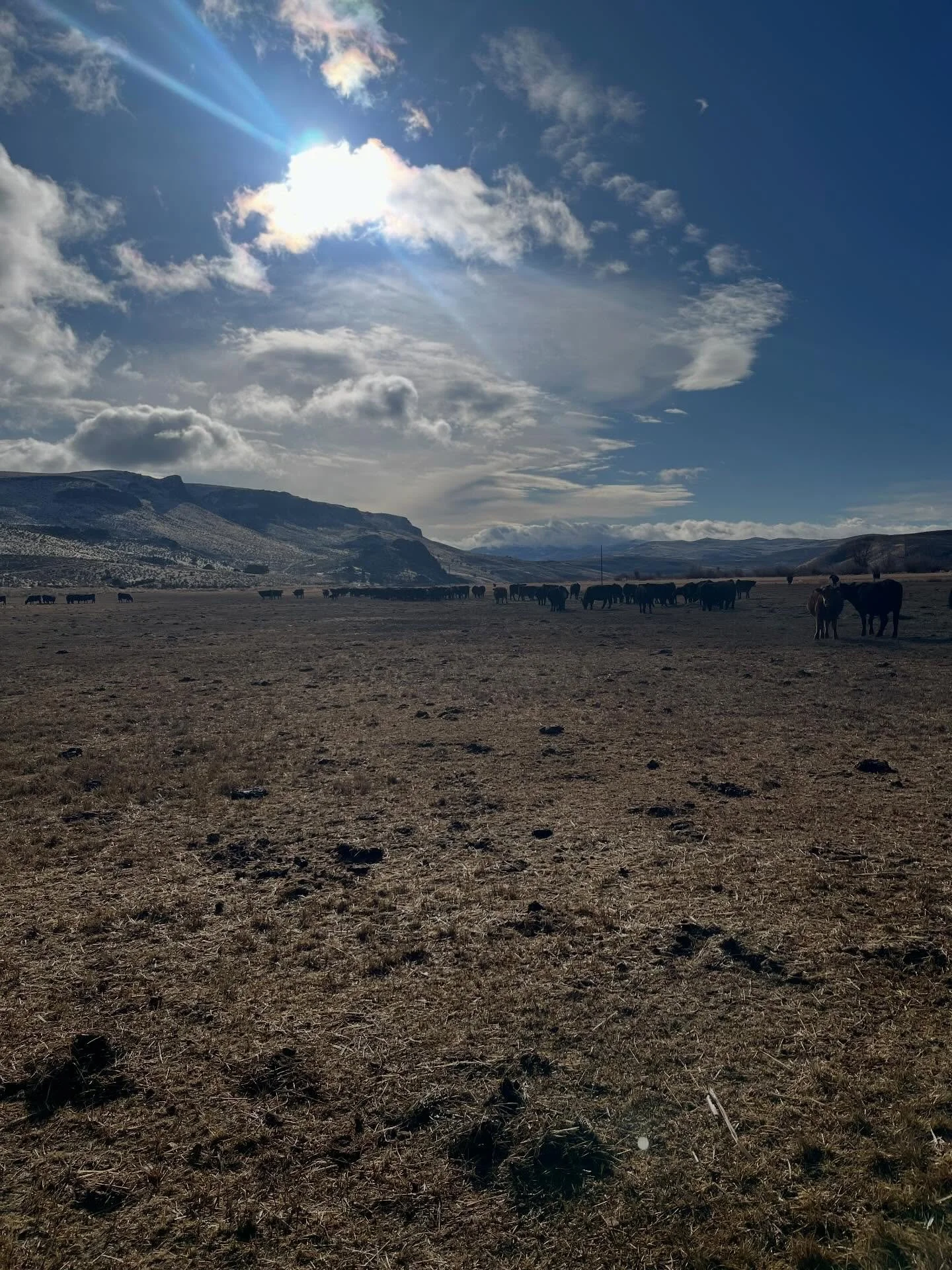 There is still no snow at the ranch so we are working on projects and feeding cows. As a rancher you always end up building stuff yourself thinking you&rsquo;re saving money, it probably takes longer and costs more. At least you have the pride in doi