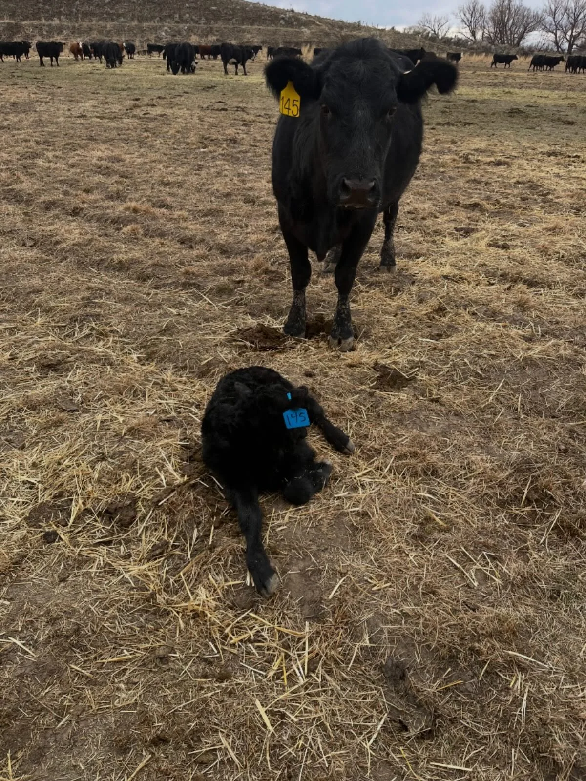 It&rsquo;s about to get busy! First couple calves have hit the ground the last few days!