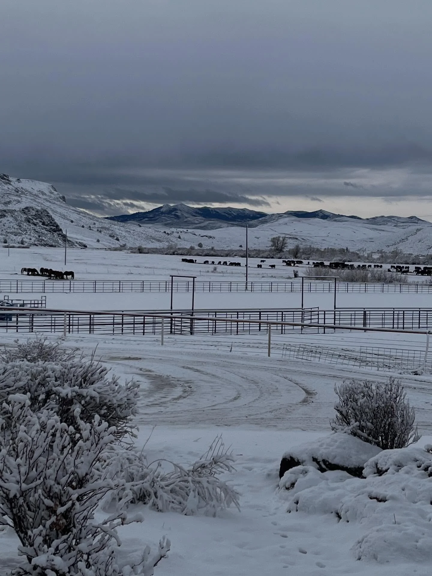 Winter finally arrived! The wet snow with cold wind made for a busy day. Only had to warm one calf up and the others were born out of the wind along the creek. Most of the time the cows will search out a good spot out of the wind. We are not going to