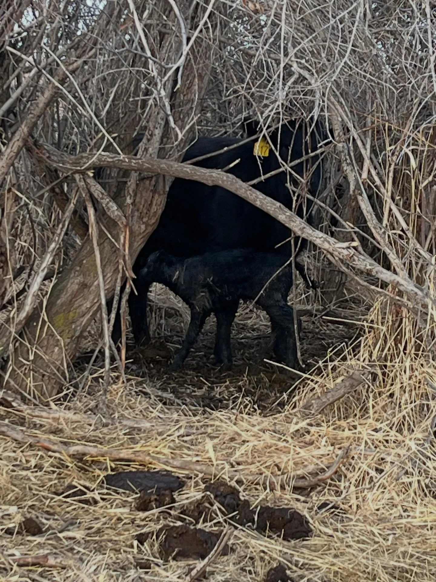 The number 1 reason we use black angus cattle is the vigor at birth. The calf above was being born and I drove by 5 minutes later and it was up trying to nurse his mother. The mothering ability and energy at birth is superior to other breeds in our o