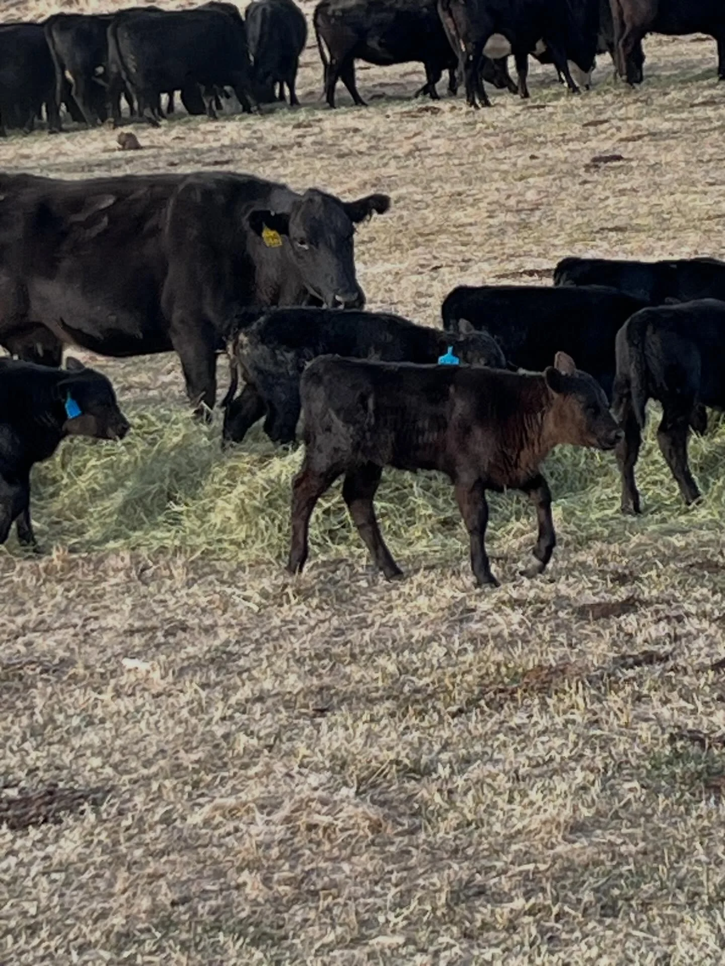 Baby calves are everywhere! Even had a set of twins today out of a first calf heifer. She had them on her own and is taking care of both of them! Great weather for calving!