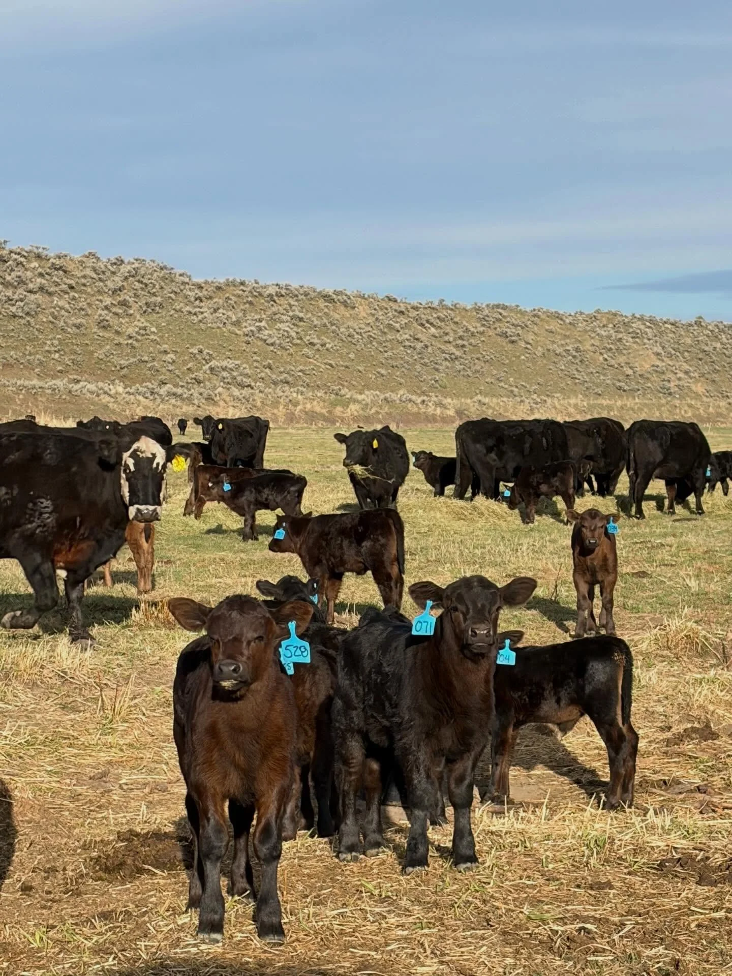 It&rsquo;s been a fast couple weeks! During spring break we had lots of help, so we branded calves and fixed a lot fences. Getting ready to get the cows turned out!