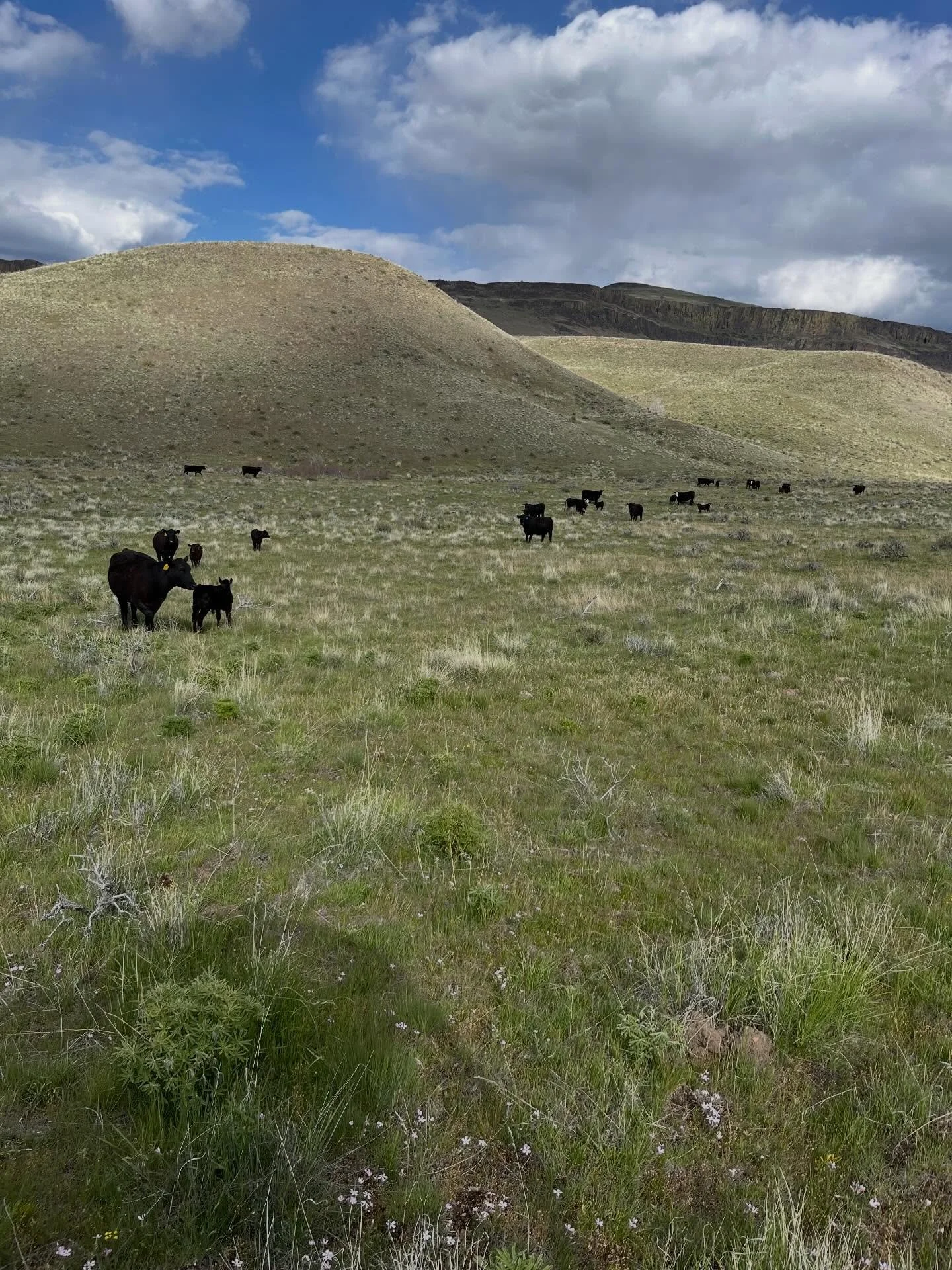 The warm weather is helping the hay grow. We could use another rain, but are thankful for rain we received in April!