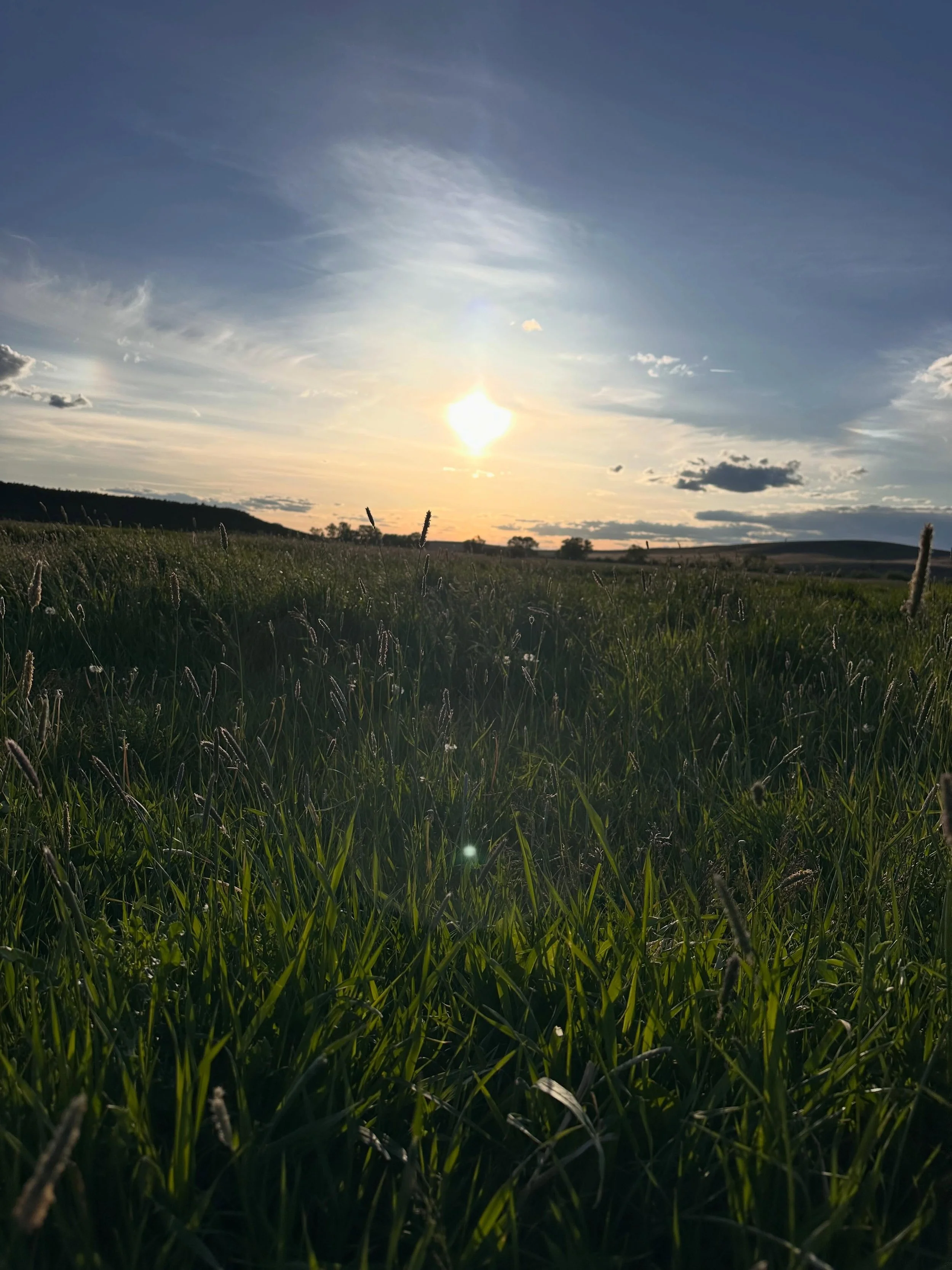 Meadows are looking good and we are fortunate we have enough water to irrigate a little while longer. The hill sides are a lot drier than normal, hopefully we get a big rain in June! 🤞