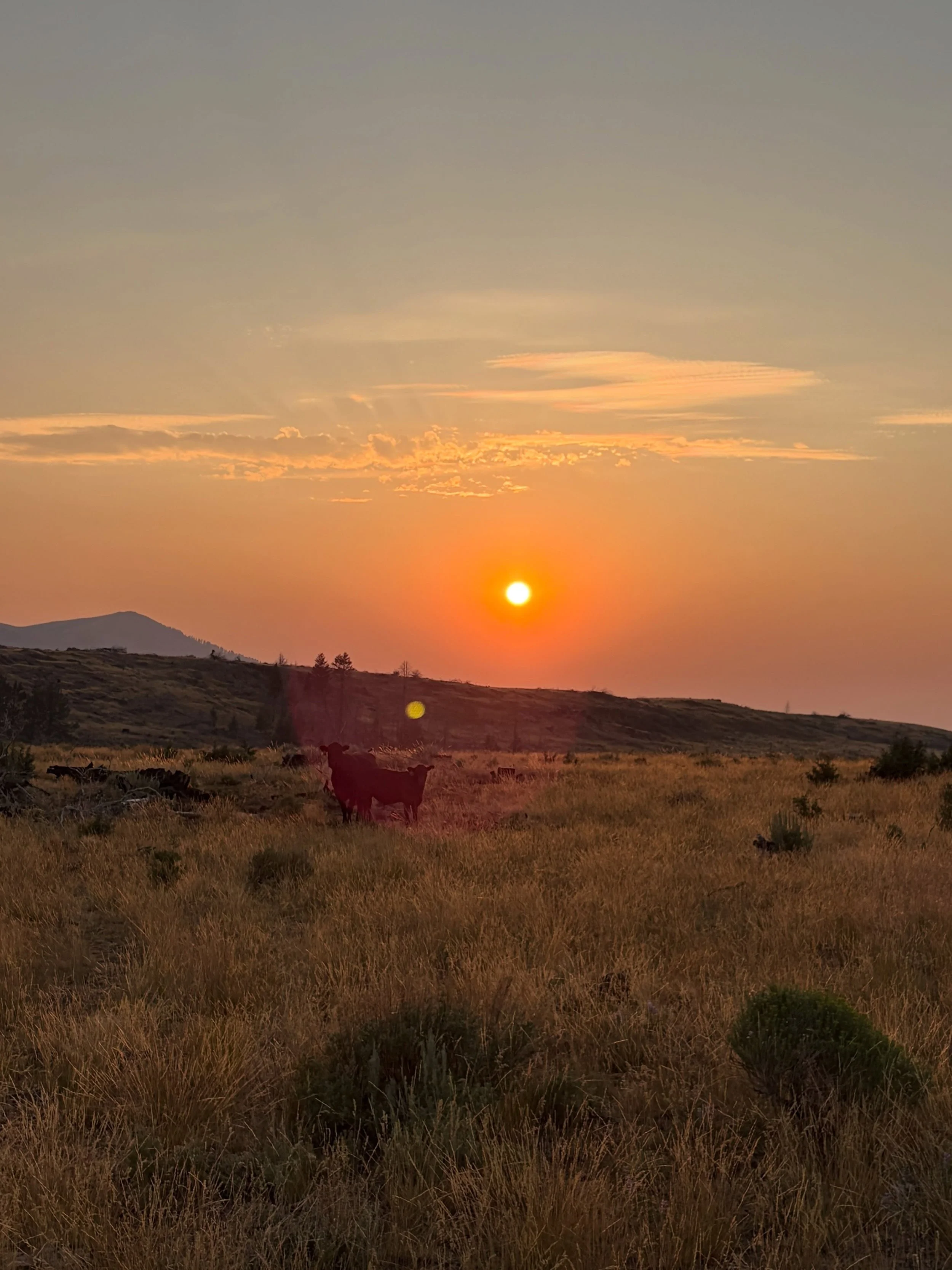 We were up checking cows last week and putting salt out. It&rsquo;s amazing to see the feed that has grown where we have removed the juniper trees. We could not have done this without help from the National Resource Conservation Service (NRCS). It&rs