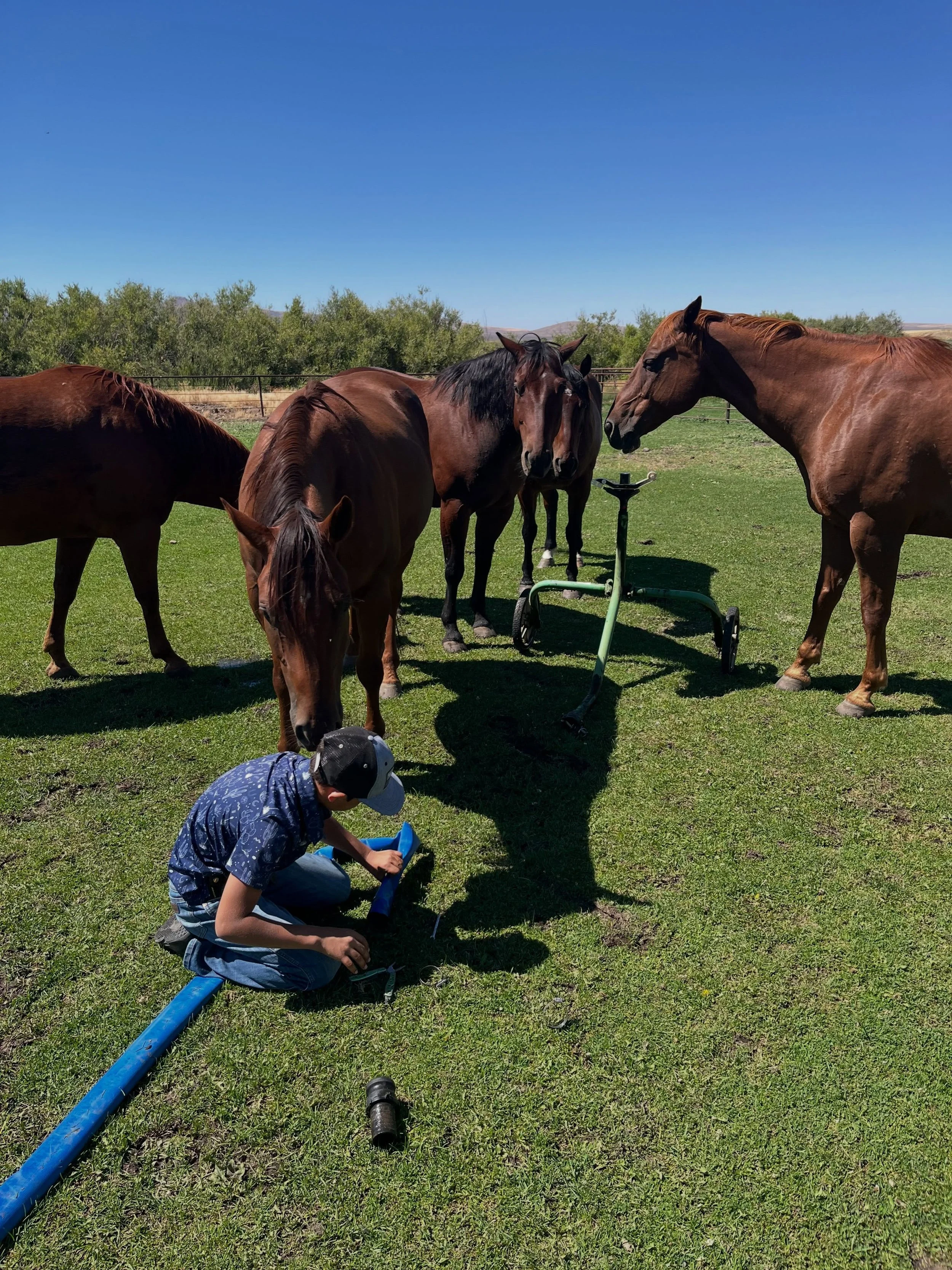 Jax fixing his sprinklers with an audience! Horses love kids!