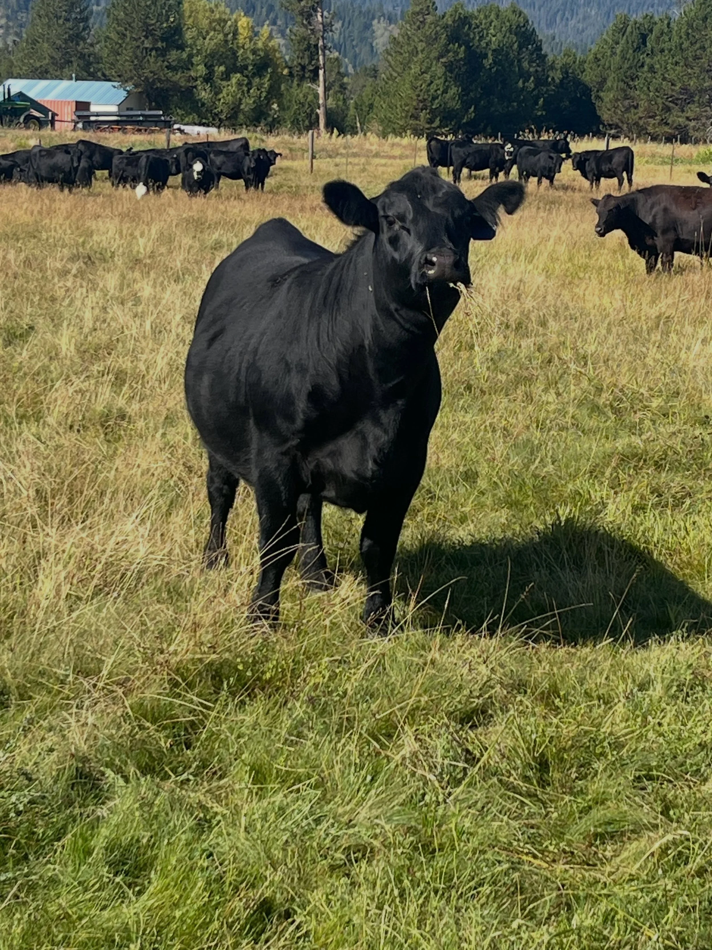 Had a chance last weekend to run up and check the heifers in cascade. They are looking good and have plenty of feed.