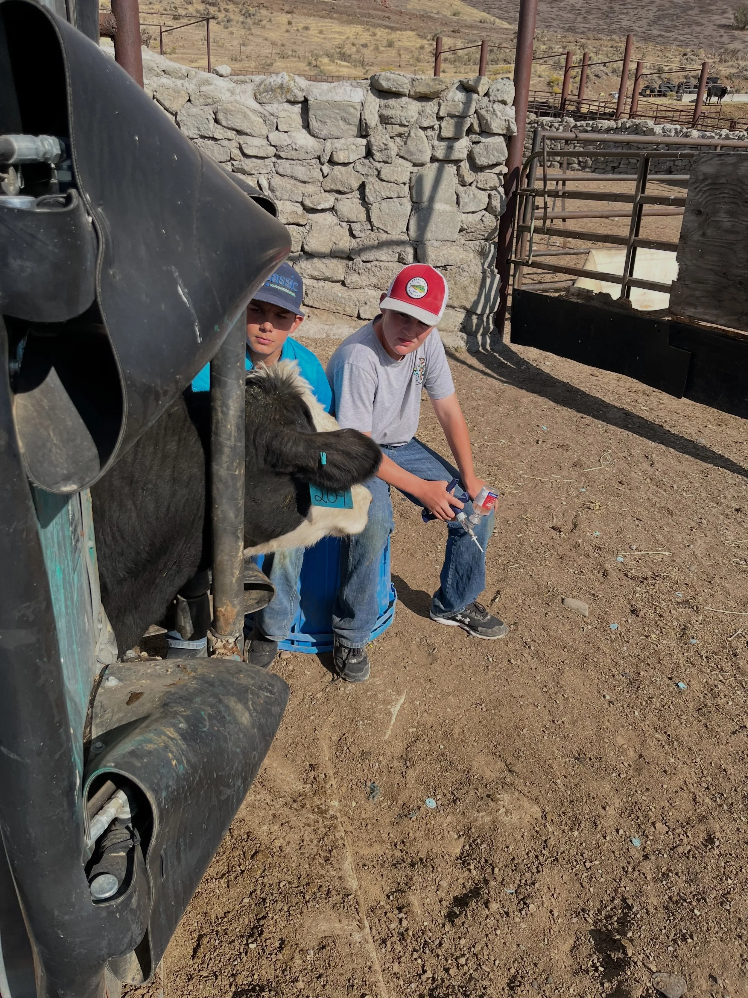 The weaning has been going well! The twins are in high school now so we have Jax, Clay, and Dr. Bruce helping out! We have had a few long days but we are getting a lot done!