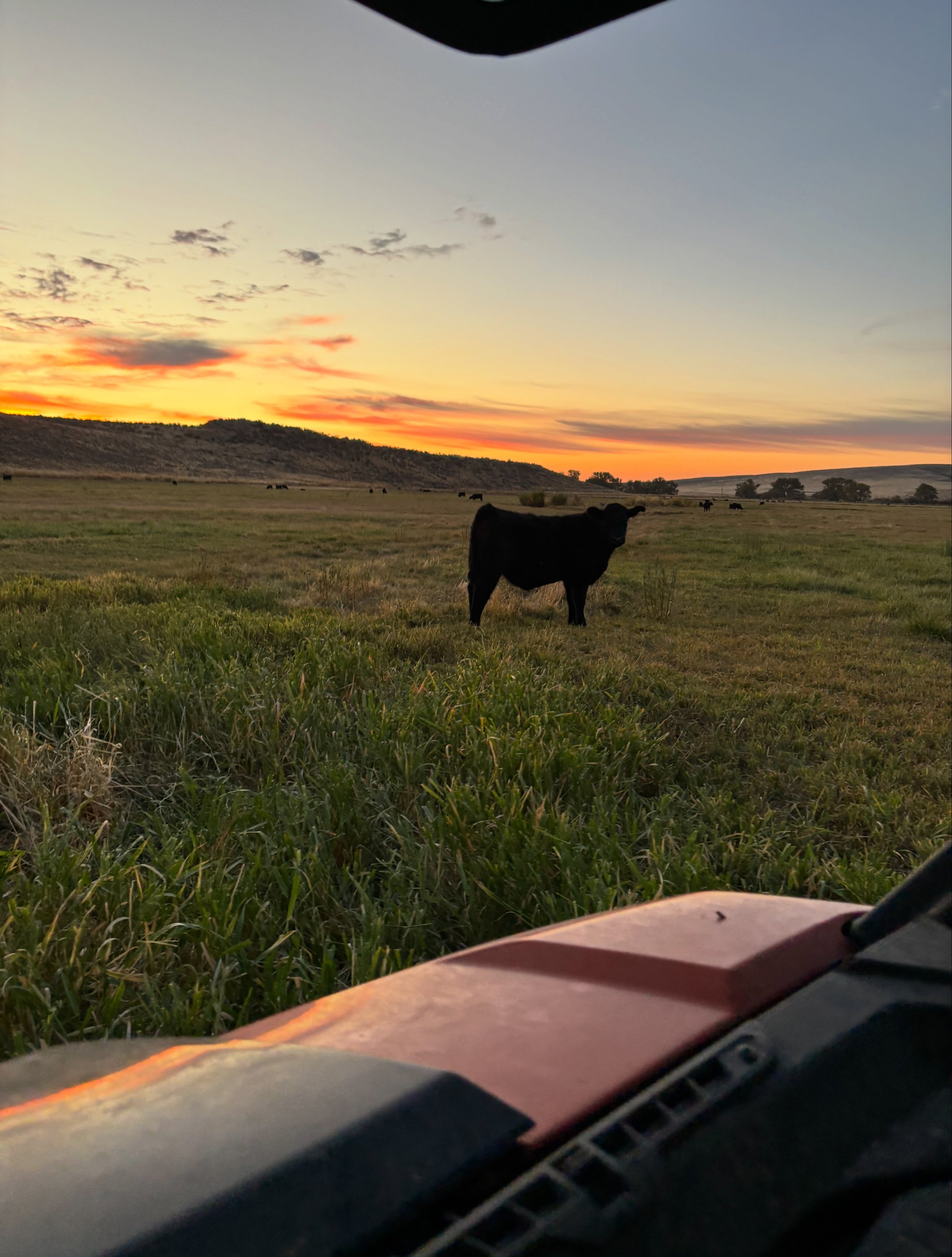 The pasture is going fast with the hot dry weather but the calves are enjoying it. The cows are doing good where we have moved them due to the fire. There is lots of dry grass for them. Hoping for some rain this weekend!