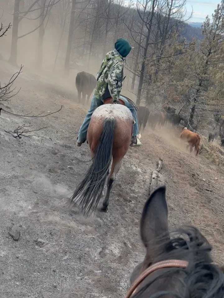 We had a good crew last weekend gathering cows. The trail back is through the ground that burnt. Hoping we get some good rain this fall to settle the dust!