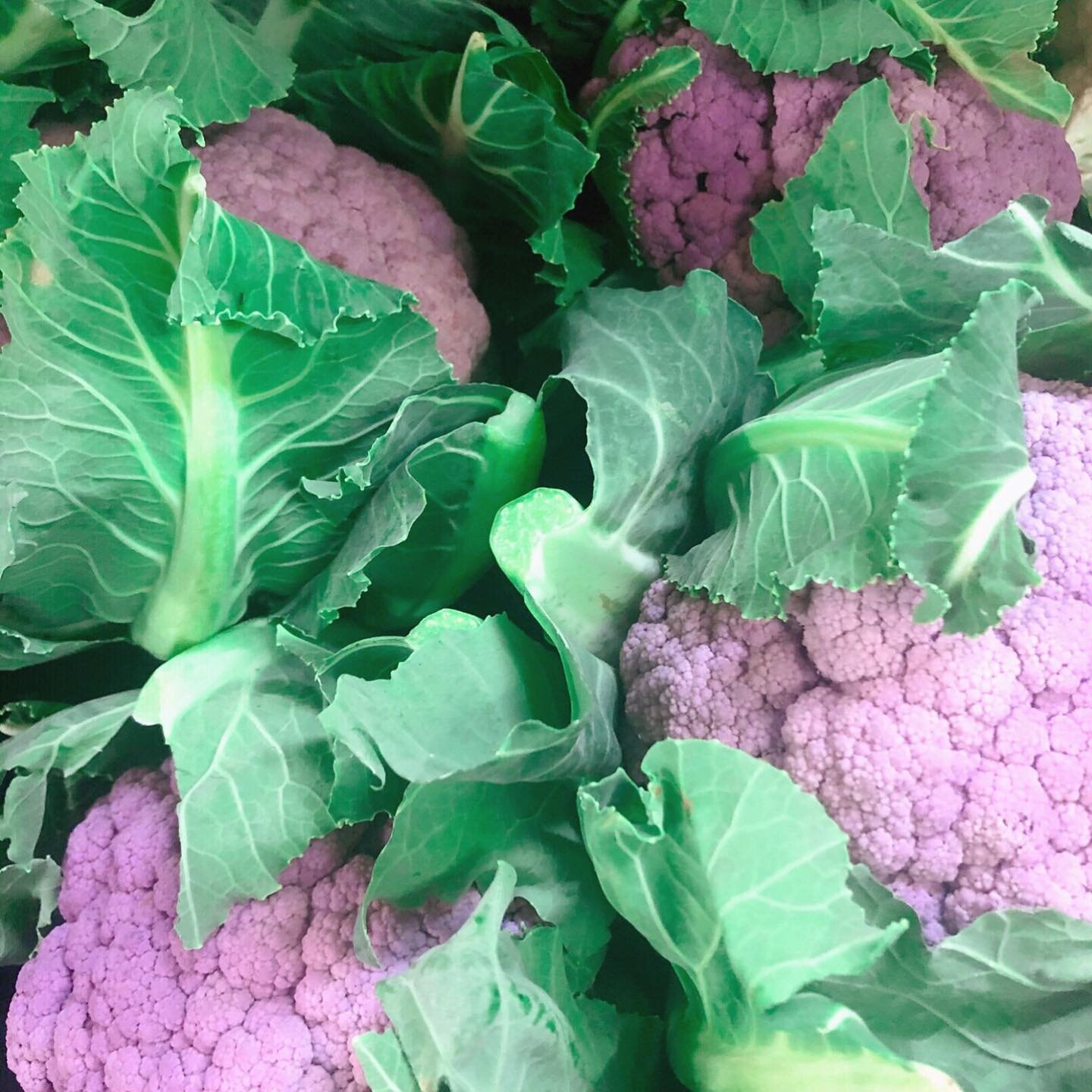 What purple beauties! 
Did you know that eating cauliflower regularly helps to improve cardiovascular function, improving blood circulation? 
.
Good thing it&rsquo;s such a versatile vegetable! 
.
.
.
.
Find our cauliflower gnocchi at:  @costco_aus 
