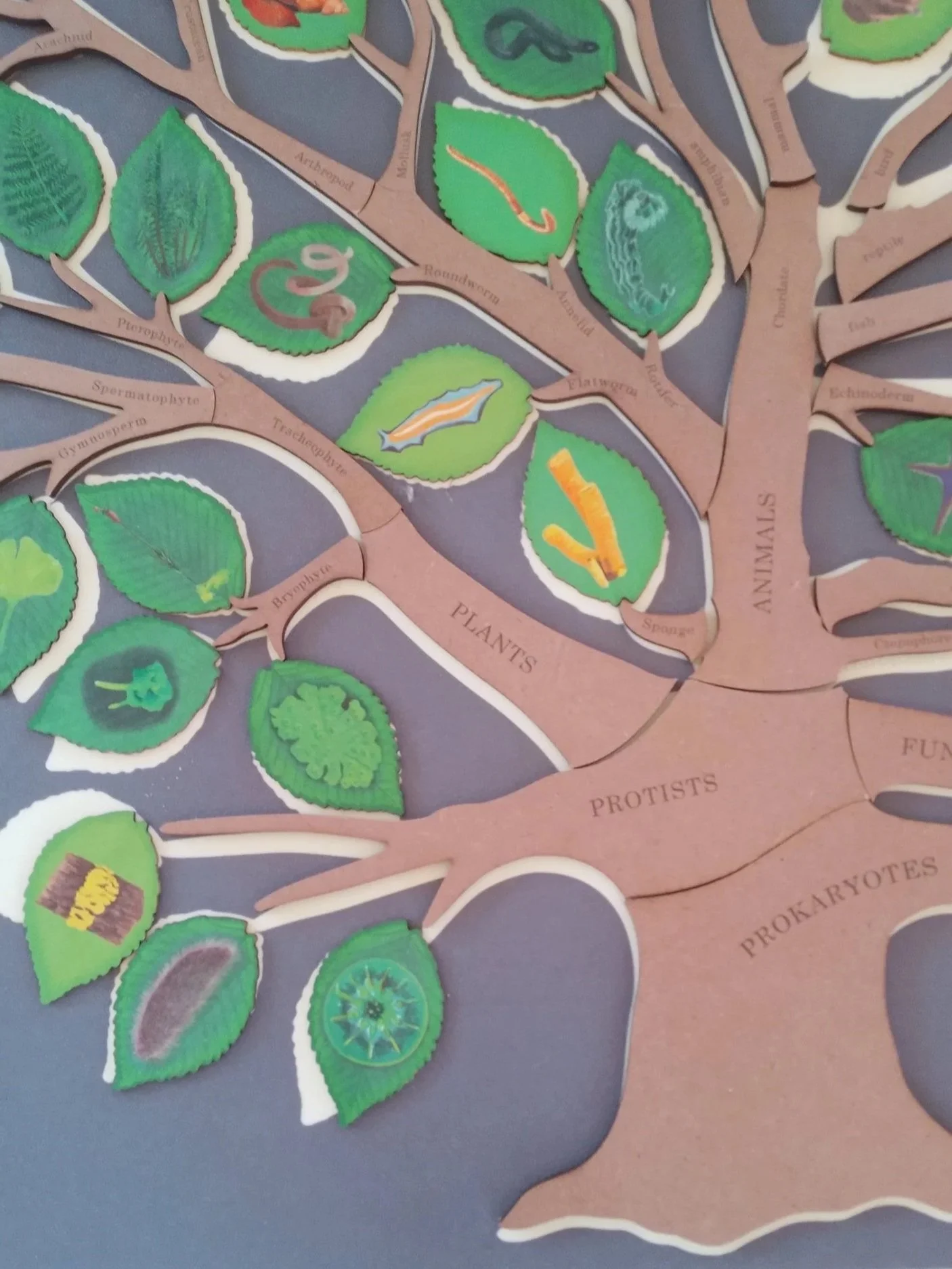 A diagram of the tree of life showing branches for plants and animals with labels and illustrations of different species and plant parts.