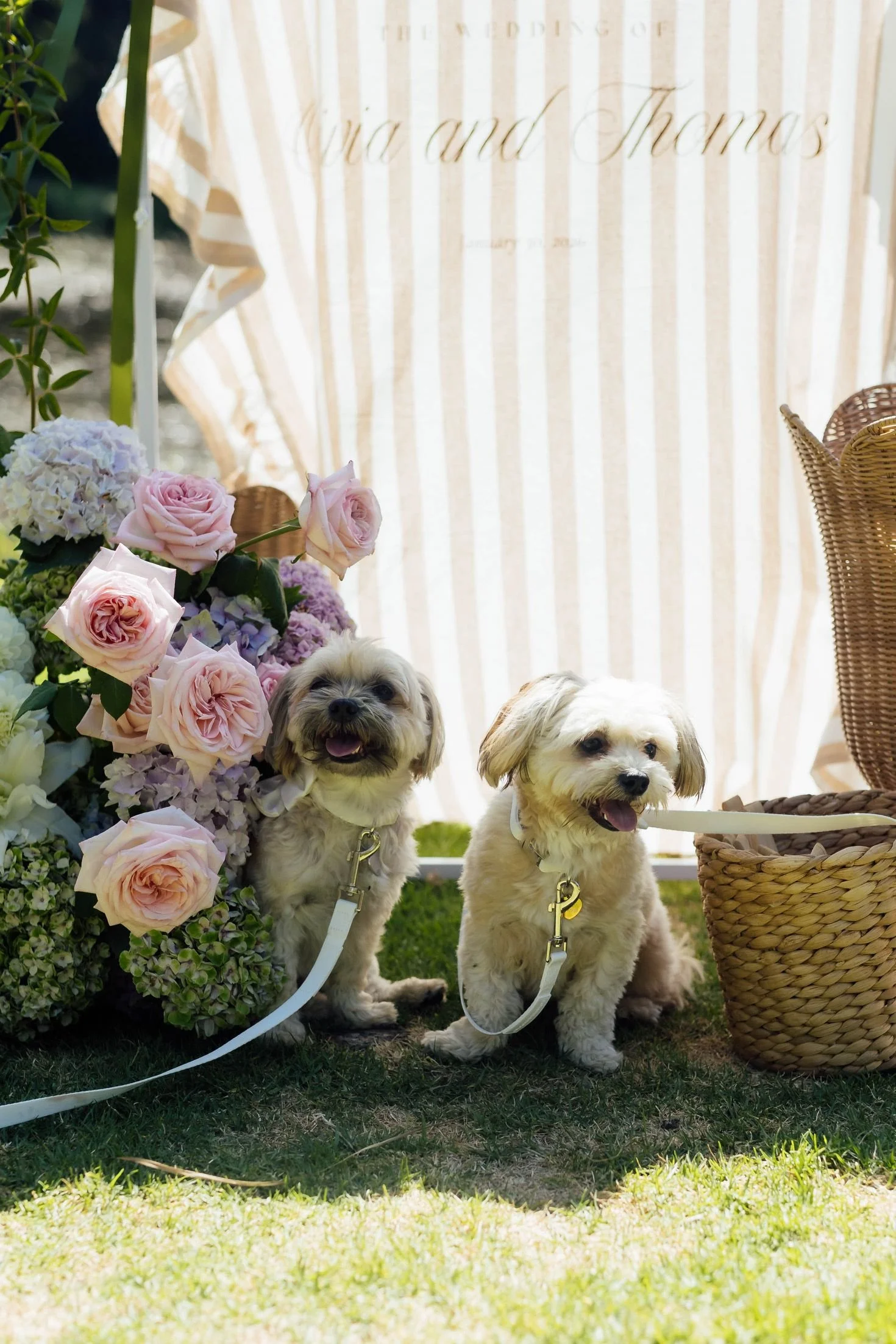 Two adorable small dogs, one with a black face and the other with a mostly white face, sitting on green grass in front of a backdrop with flowers, wicker basket, and a ruffled curtain with the names 'Vera and Thomas' embroidered on it, at a celebration event.
