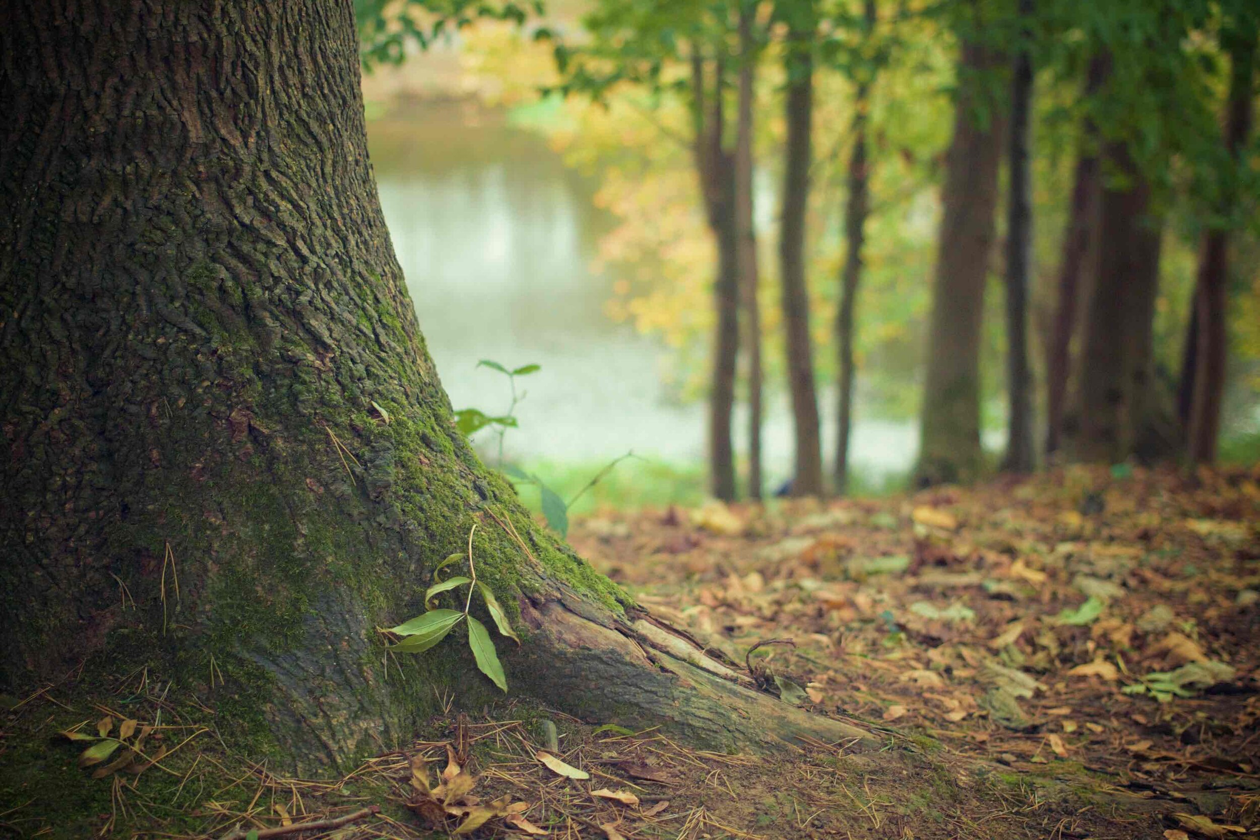 Los Árboles No Dejan Ver El Bosque – Blog de Espiritualidad | Seminarios  Espirituales