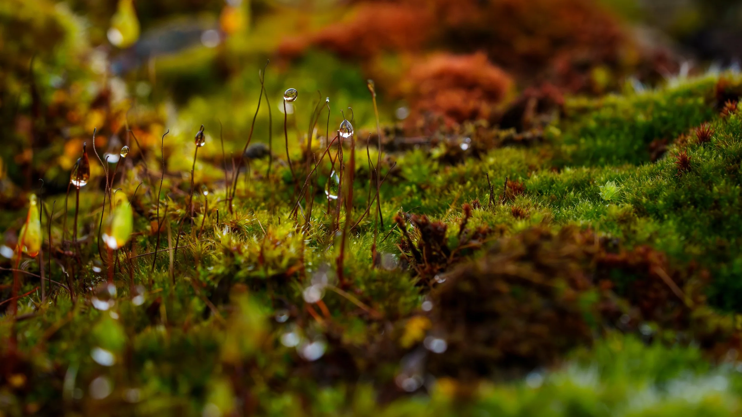DSC00273.jpg