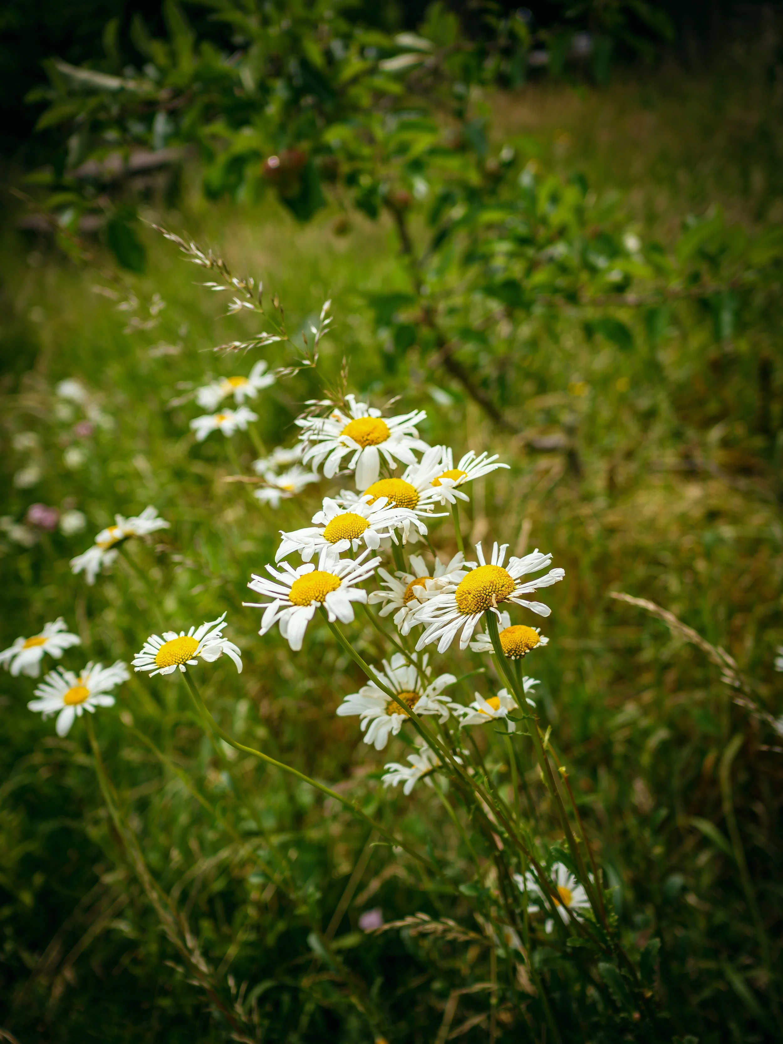 P6100036.jpg
