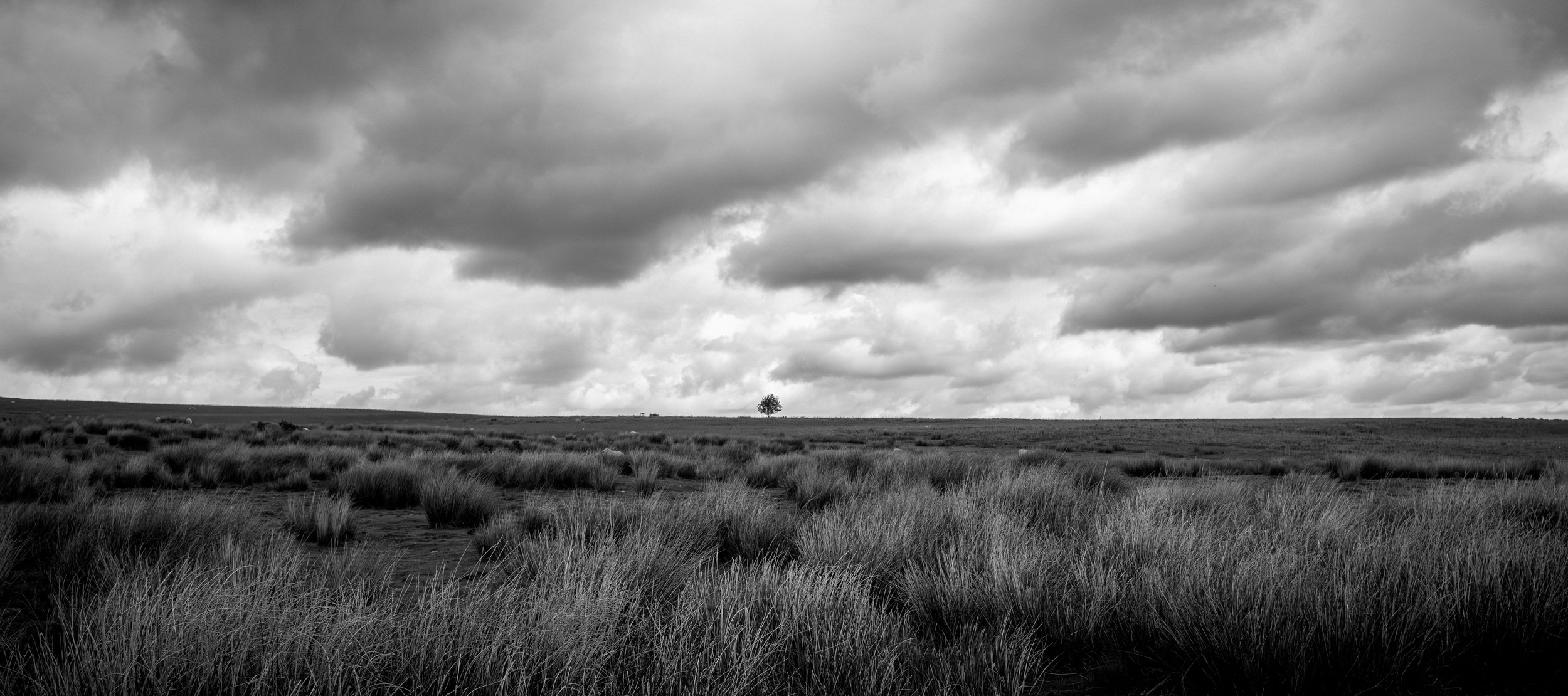 _DSF0082.jpg