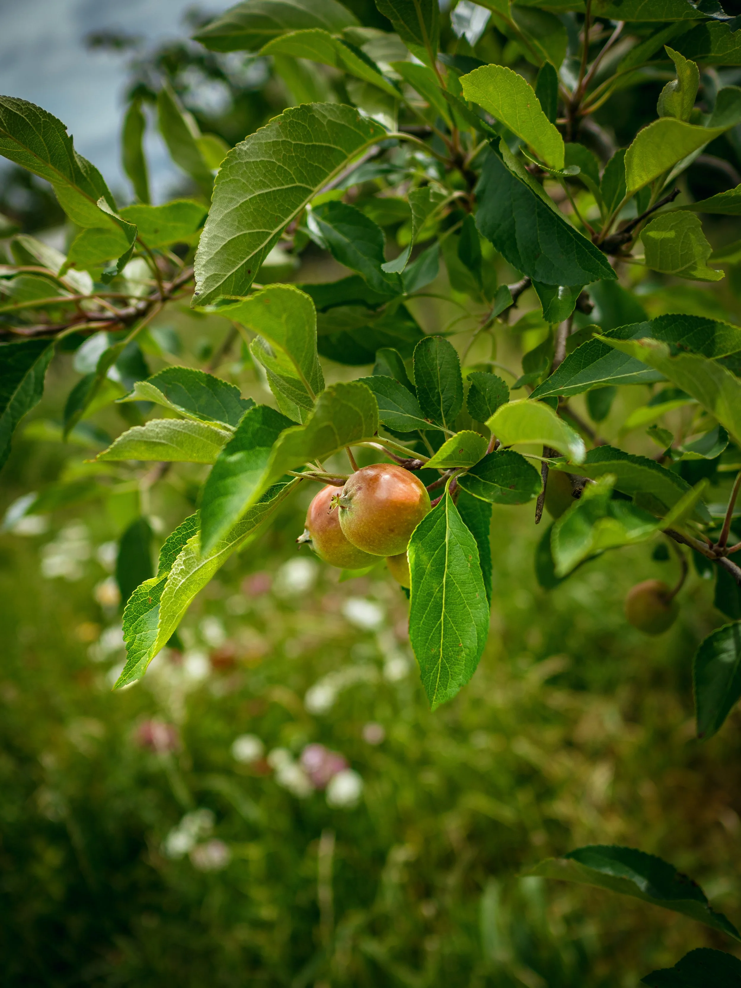 P6100037.jpg