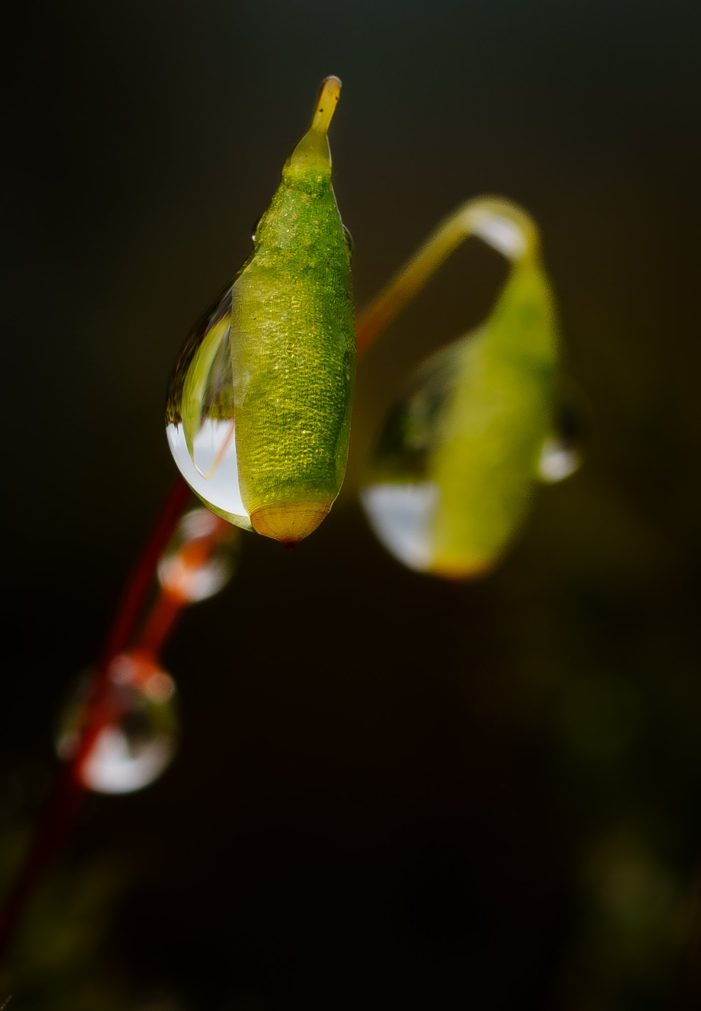 DSC00252.jpg