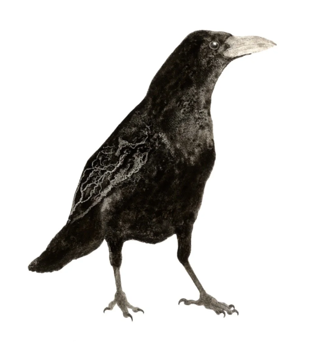 Earth Crow