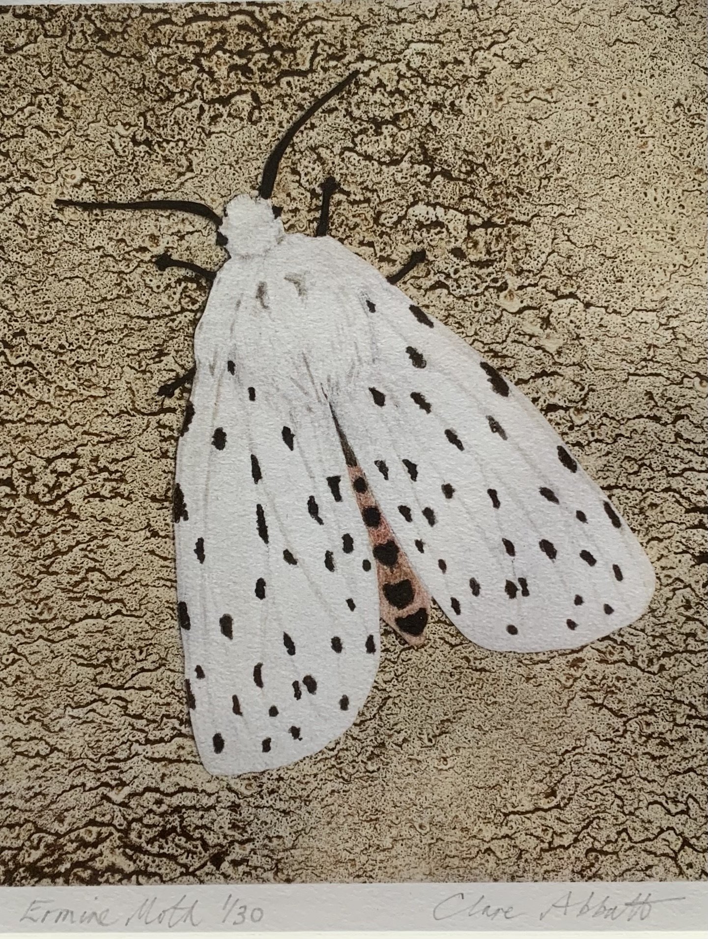 White Ermine Moth 